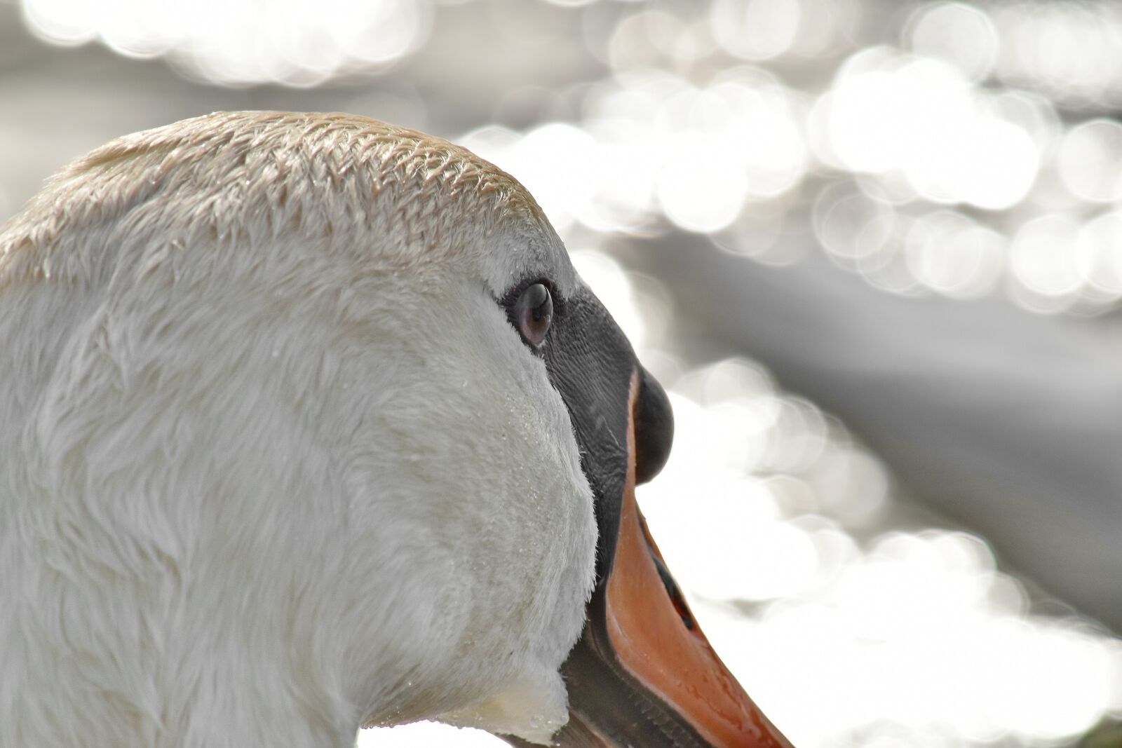 Nikon D5500 sample photo. Beautiful, head, sunshine, swan photography