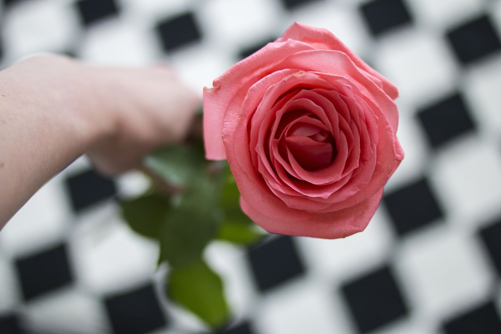 Canon EOS 70D + Canon EF 35mm F2 sample photo. Rose, pink, macro photography