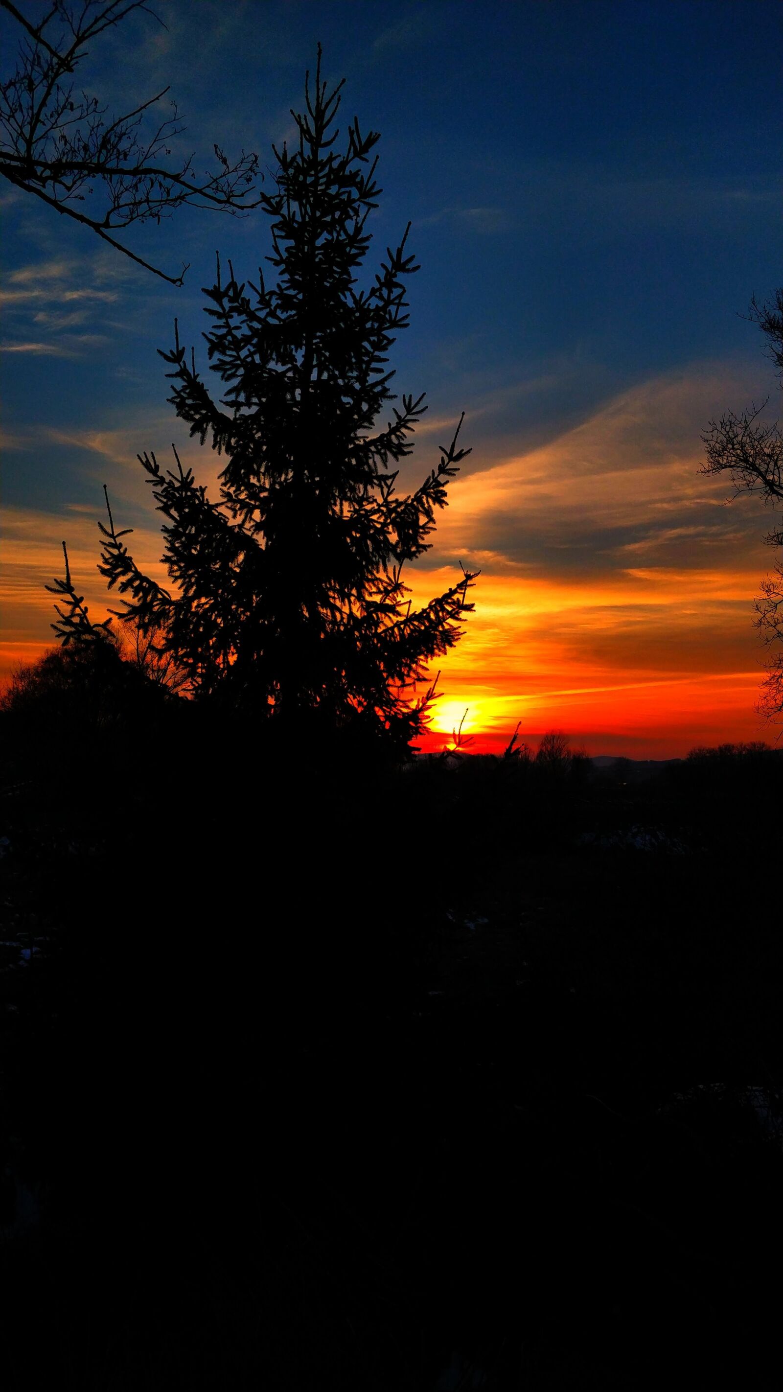 OnePlus 5 sample photo. Tree, sunset, the dawn photography