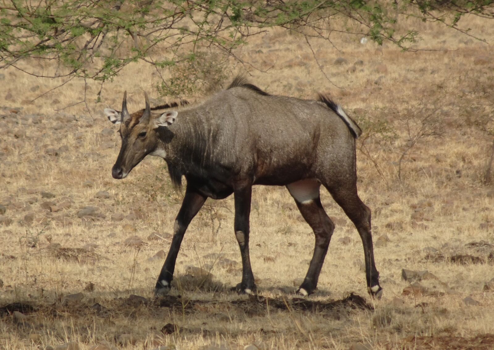 Sony Cyber-shot DSC-HX90V sample photo. Nilgai, antelope, animal photography