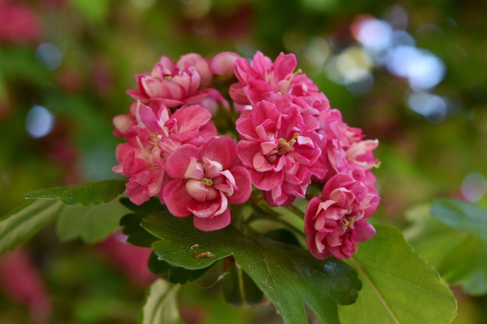 Nikon D5500 sample photo. Botany, close-up, cluster, petals photography
