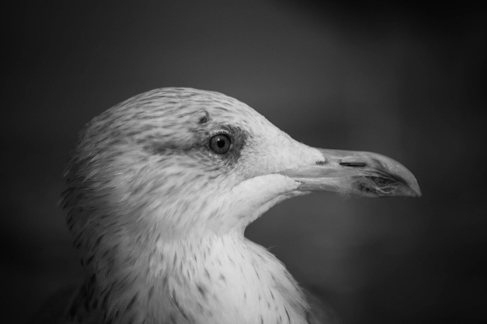 Canon EOS-1D Mark III sample photo. Seagull, elbe, port photography