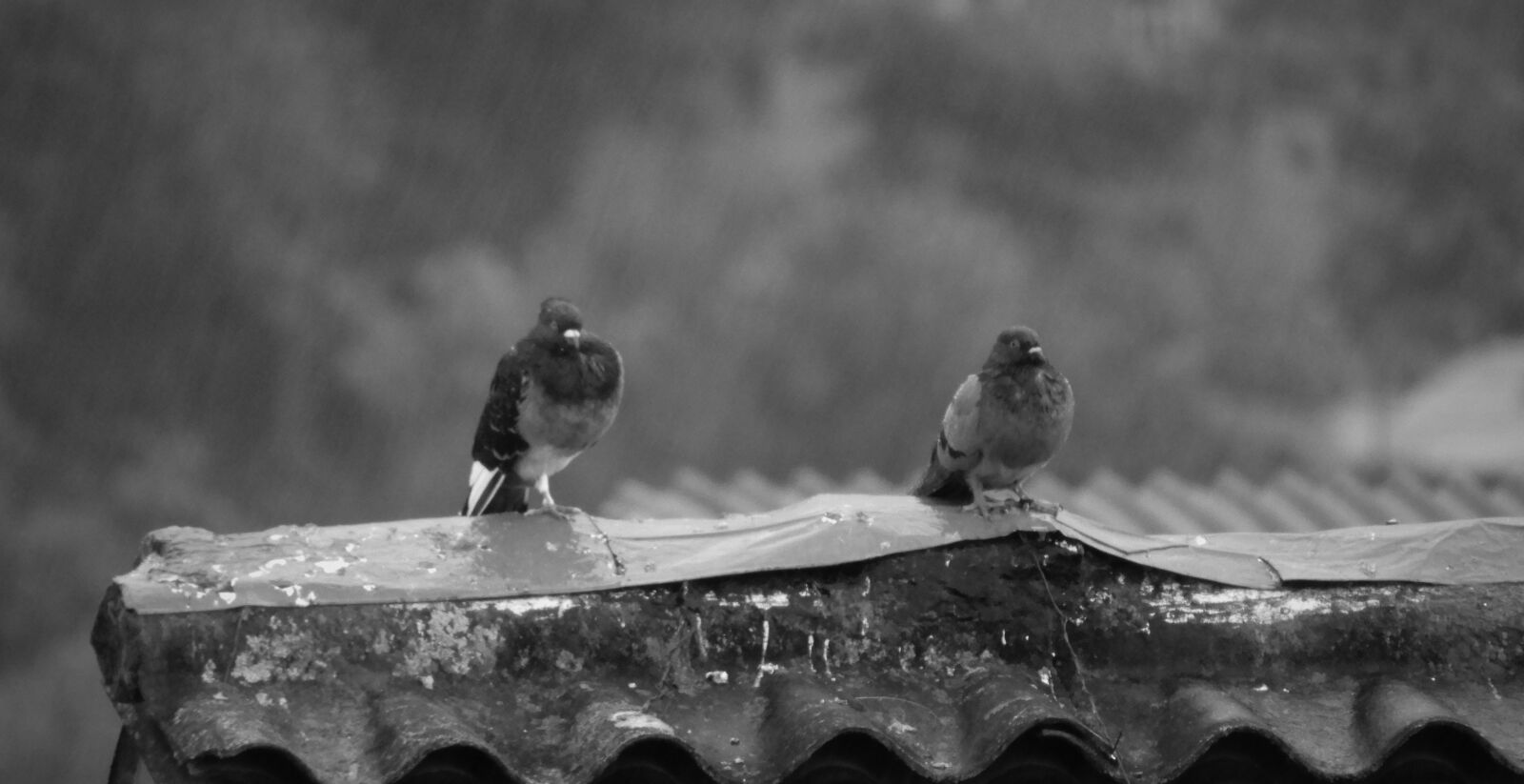 Nikon Coolpix B700 sample photo. Black and white, winter photography