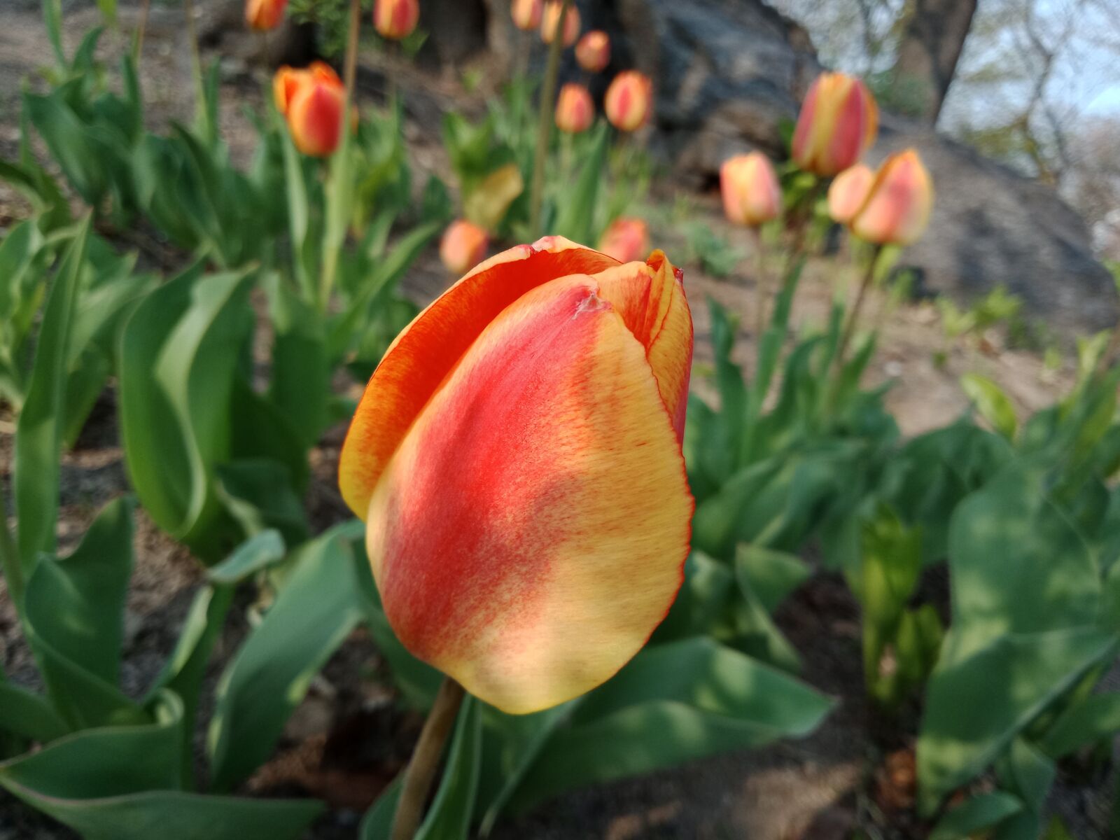 OPPO A83(2018) sample photo. Tulip, flower, spring photography