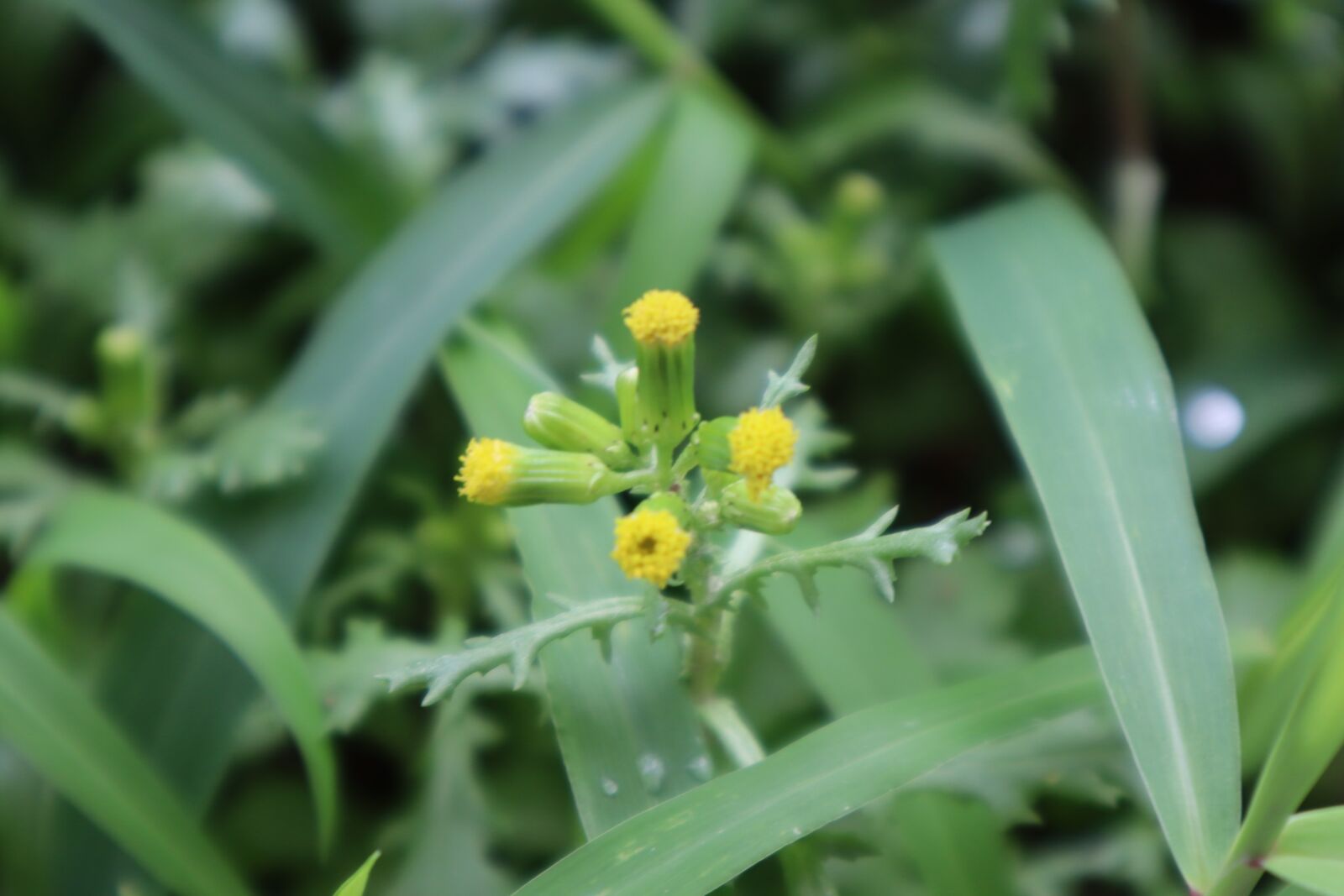 Canon EOS M50 (EOS Kiss M) sample photo. Plants, nature, flowers photography