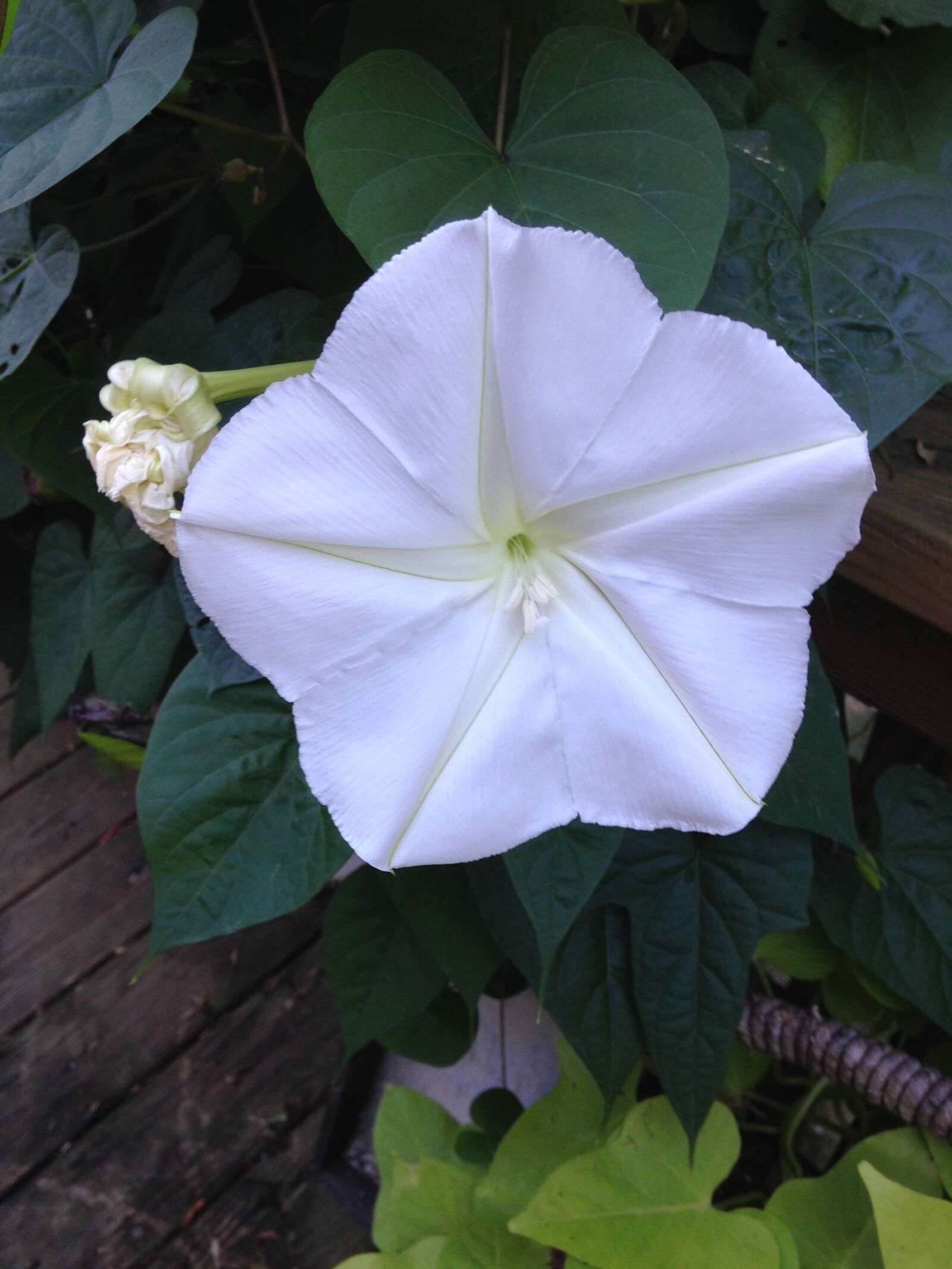 iPhone 5c back camera 4.12mm f/2.4 sample photo. Moonflower photography