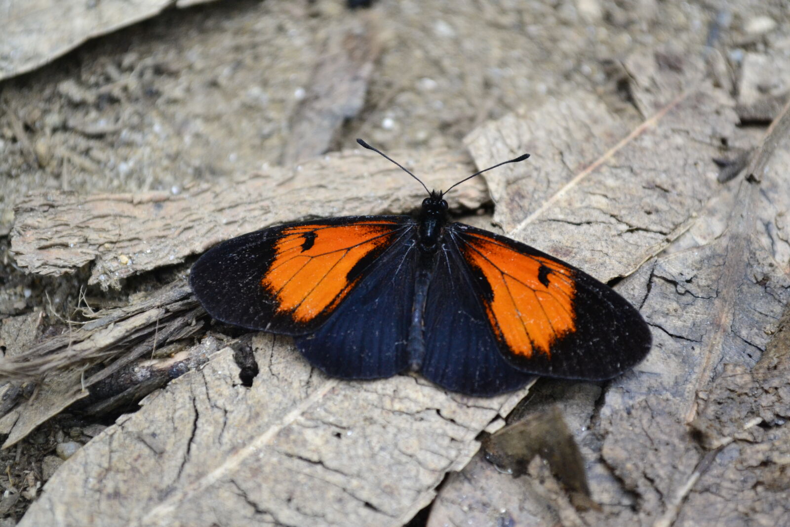 Nikon D3100 sample photo. Animal, butterfly, insects, wild photography