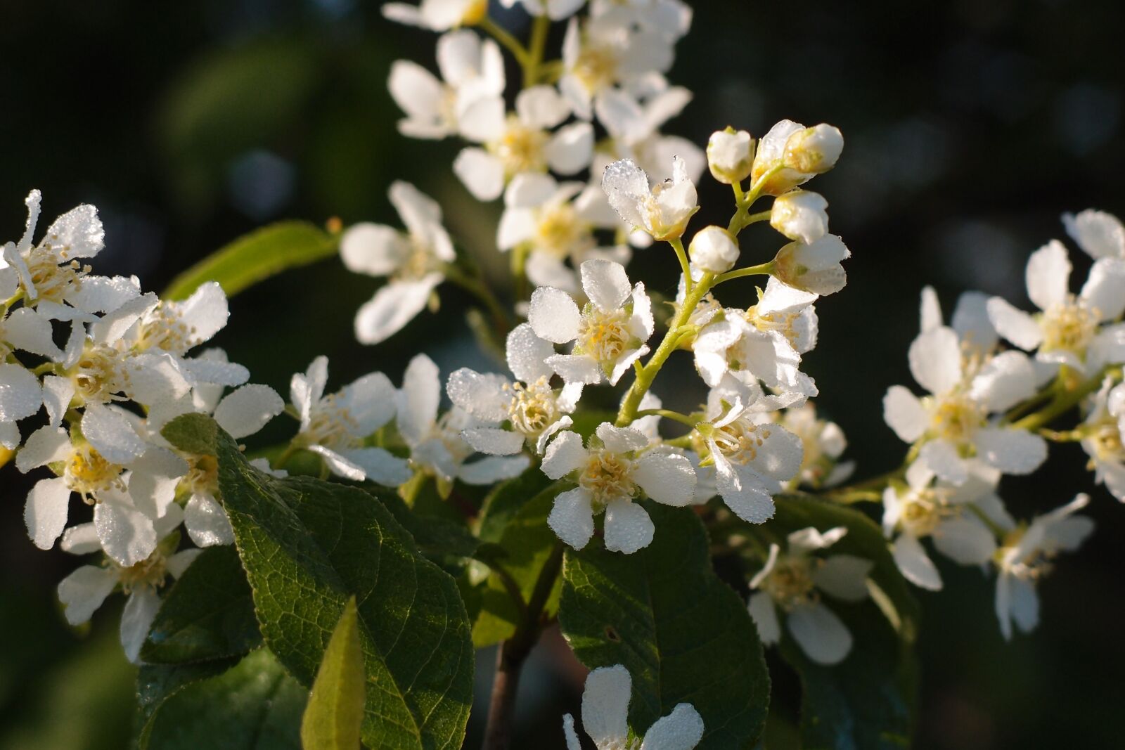 Olympus XZ-1 sample photo. Flowers, bloom, tree photography