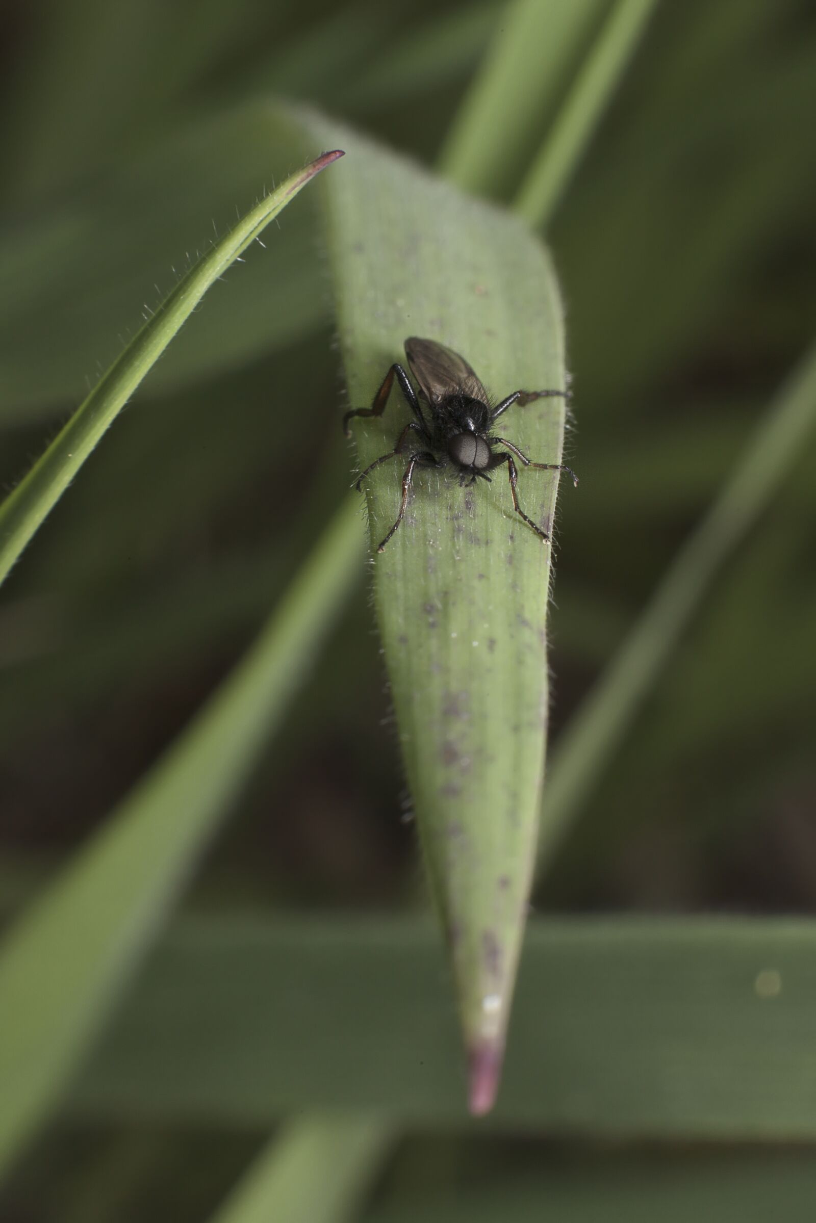 Canon EF 50mm F1.4 USM sample photo. Herb, green, nature photography
