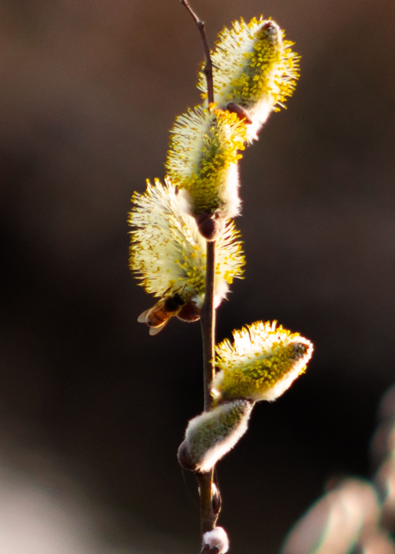Canon EF75-300mm f/4-5.6 sample photo. Barka, willow flower, willow photography