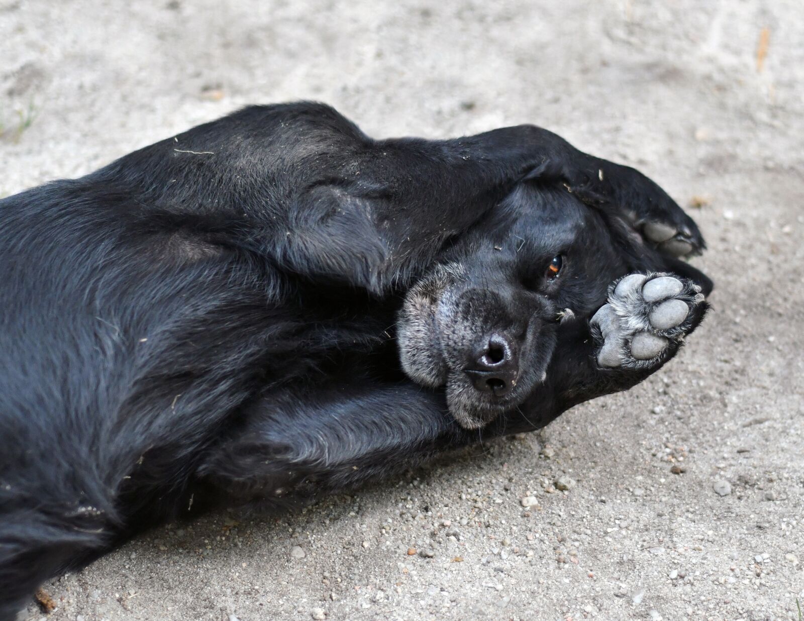 Nikon D500 sample photo. Dog, play, black photography