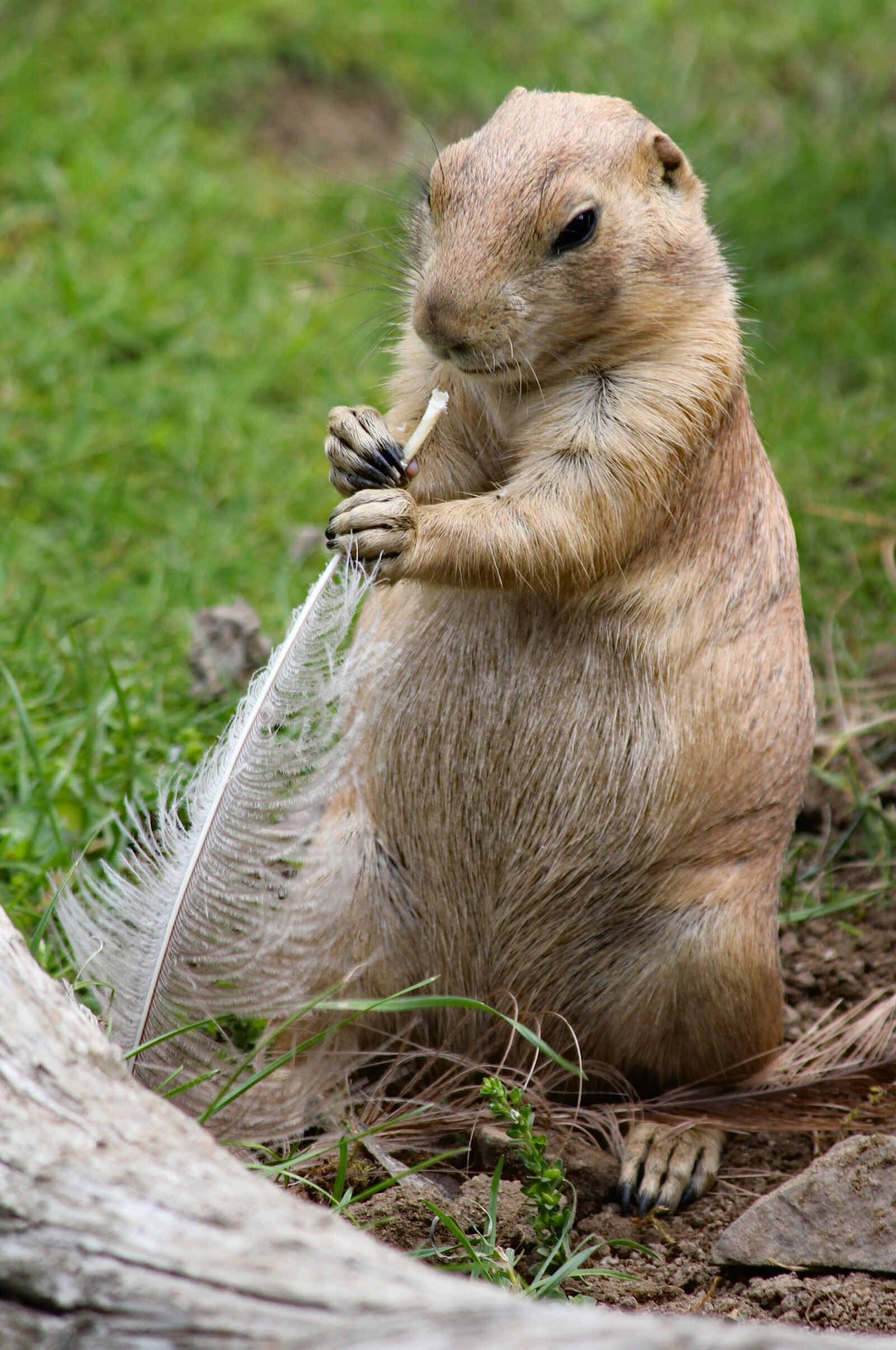 Canon EOS 550D (EOS Rebel T2i / EOS Kiss X4) sample photo. Prairie dogs, rodent, animal photography