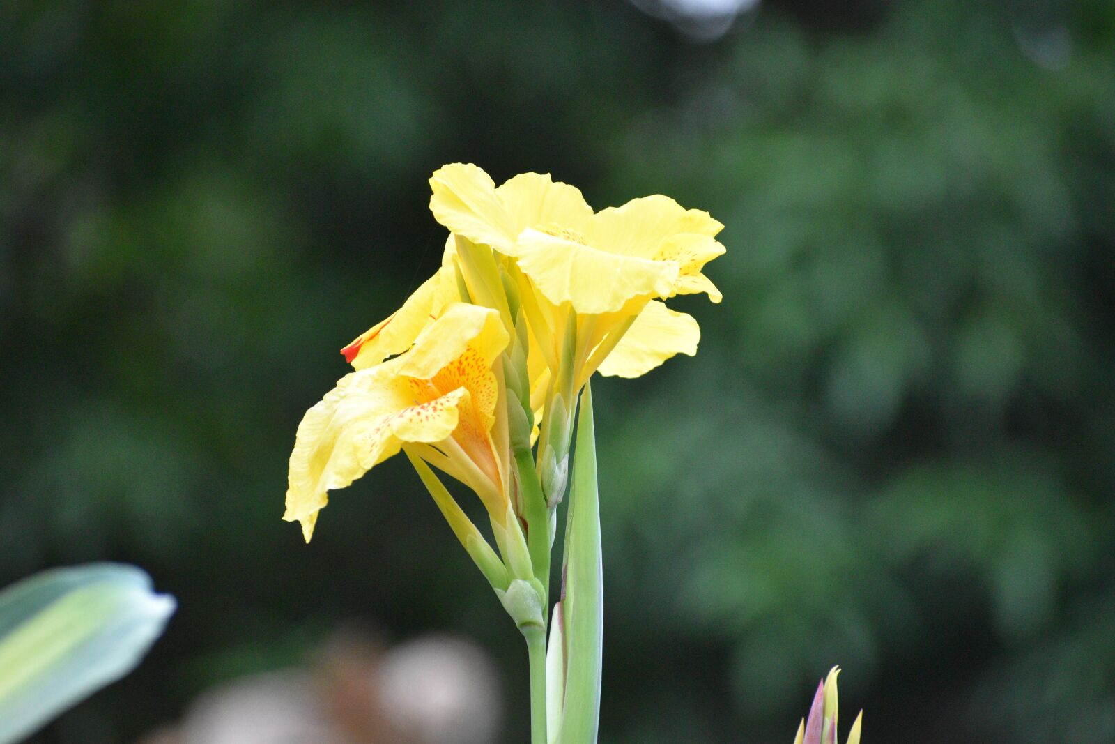 Nikon D3500 sample photo. Flower, yellow, spring photography