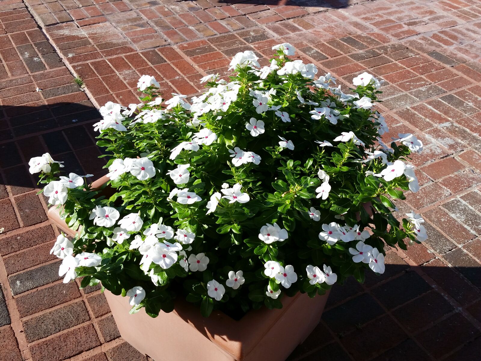 Samsung Galaxy S5 sample photo. Flowers, pot, green photography