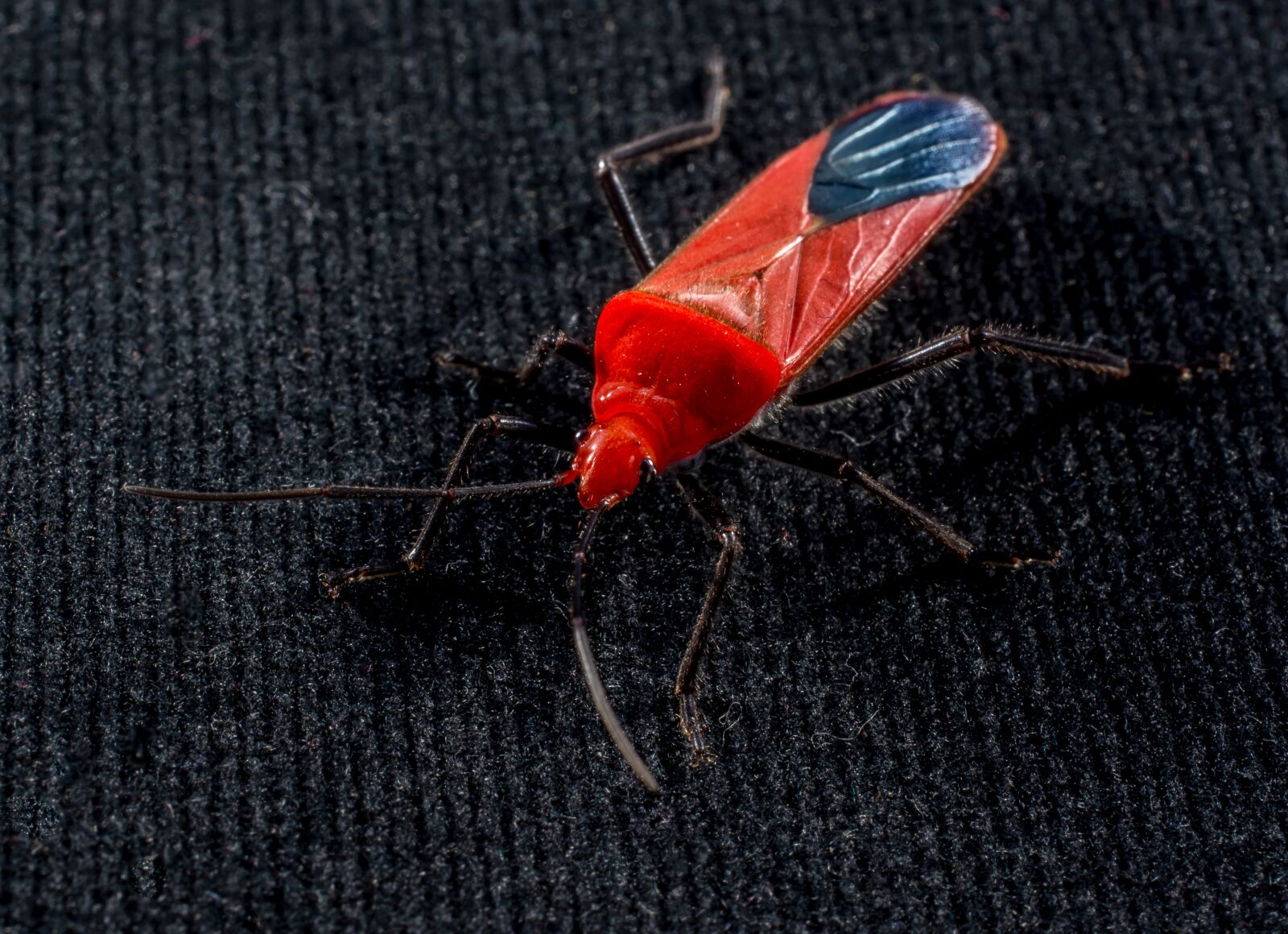 Nikon D5200 sample photo. Beetle, red beetle, insect photography