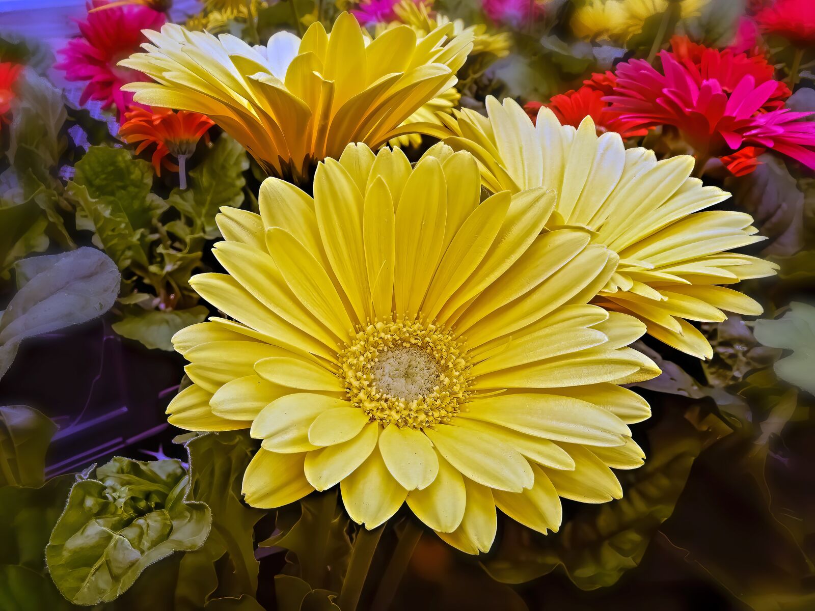 Nikon Coolpix A900 sample photo. Flowers, bouquet, daisies photography
