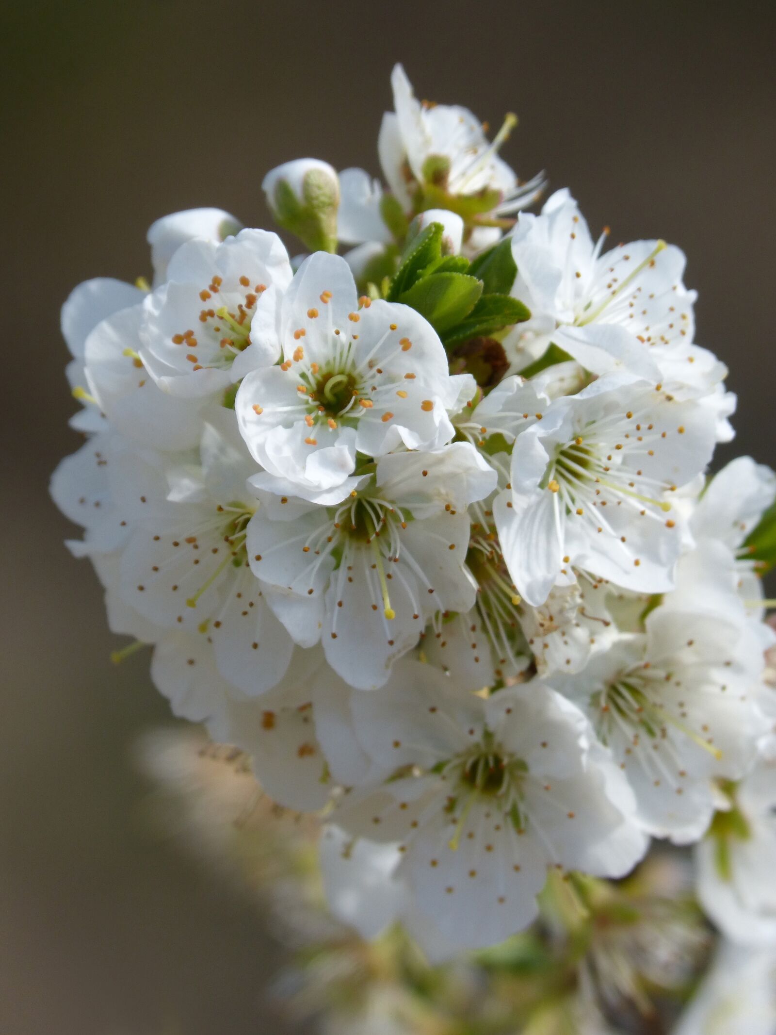 Panasonic DMC-FZ62 sample photo. Flowery branch, fruit tree photography