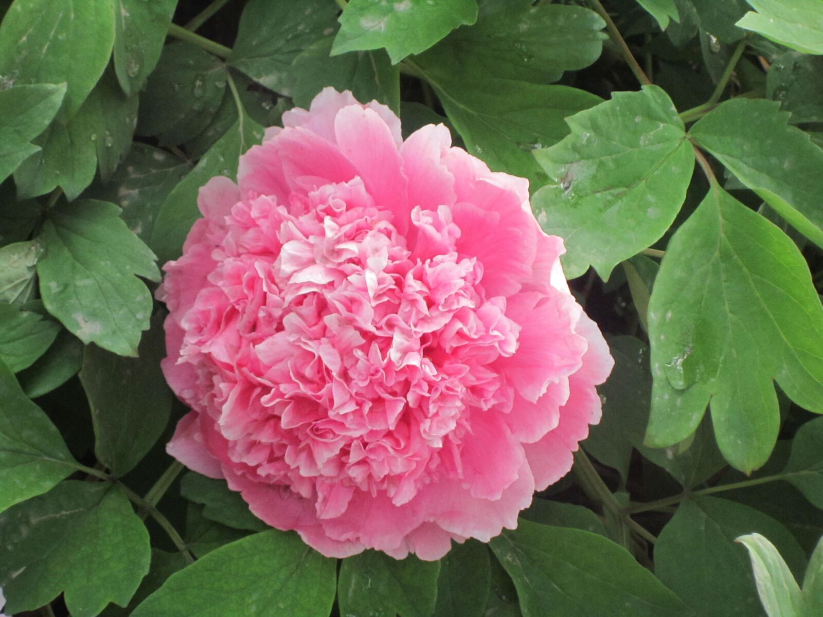 Canon PowerShot A3300 IS sample photo. Peony, flowers photography