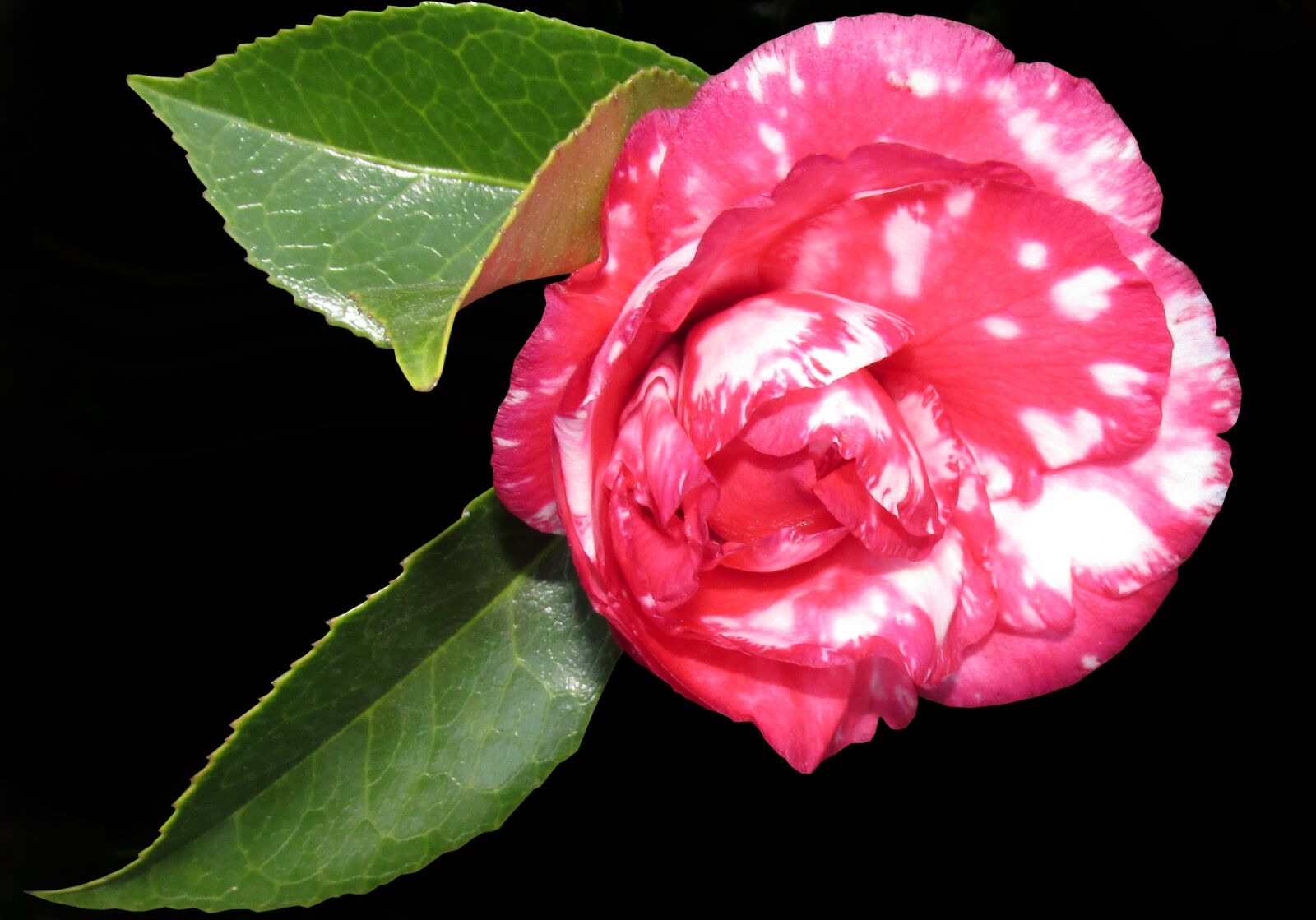 Canon PowerShot SX170 IS sample photo. Camellia, flower, shrub photography