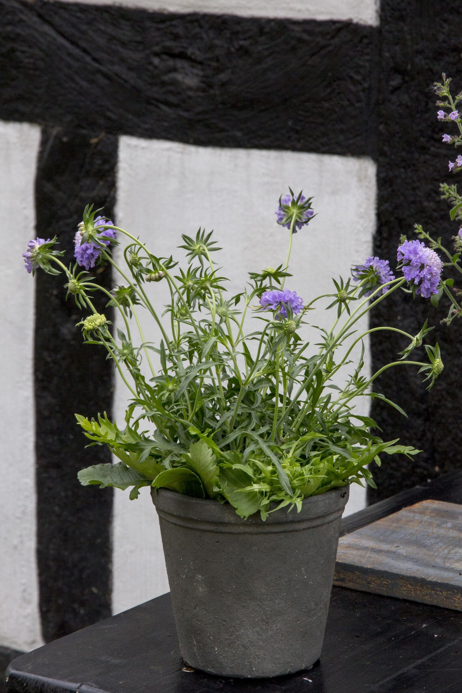 Canon EOS 60D sample photo. Perennial, skabiosa, plant blue photography
