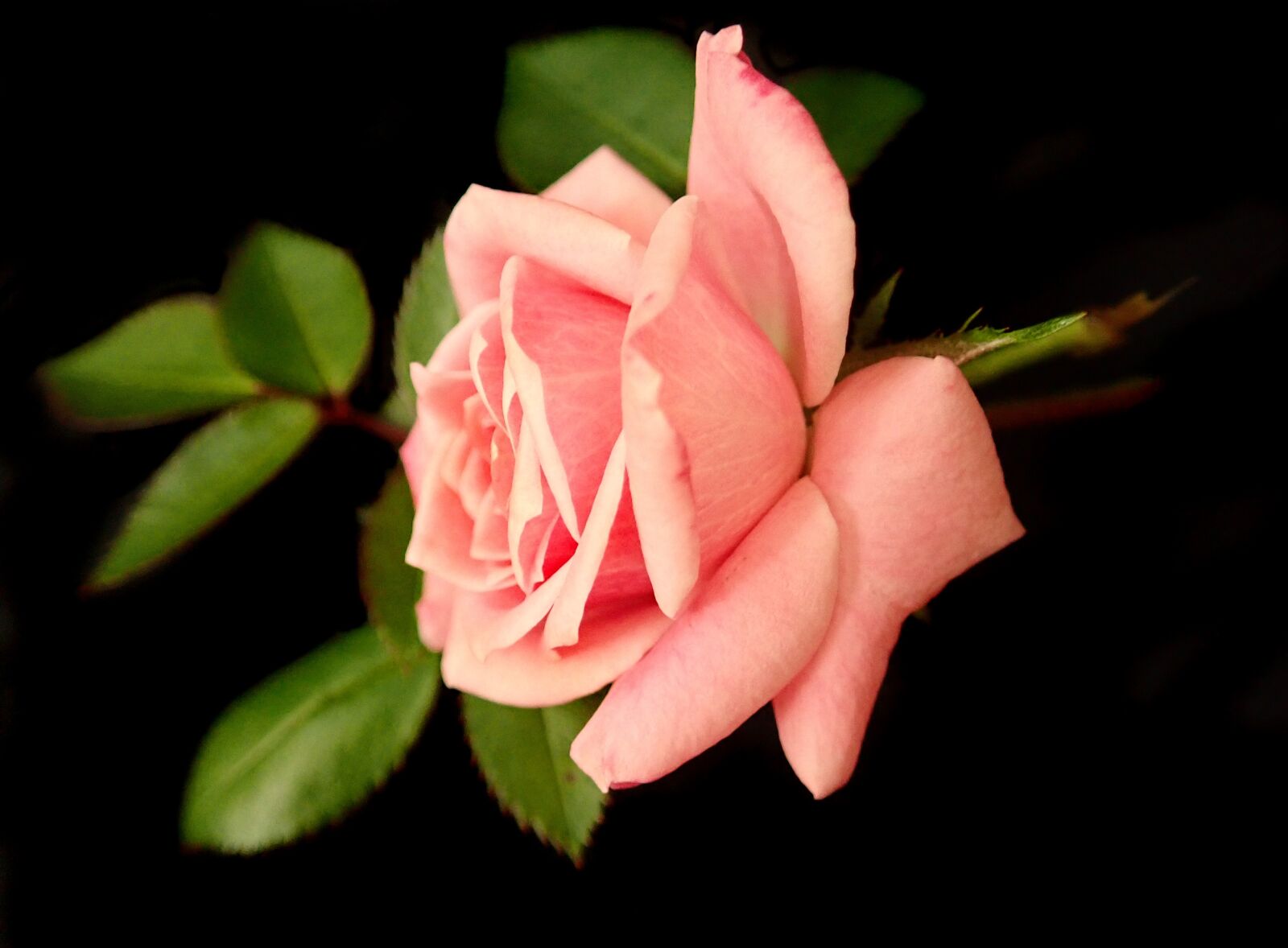 Olympus TG-5 sample photo. Flower, pink, rose photography