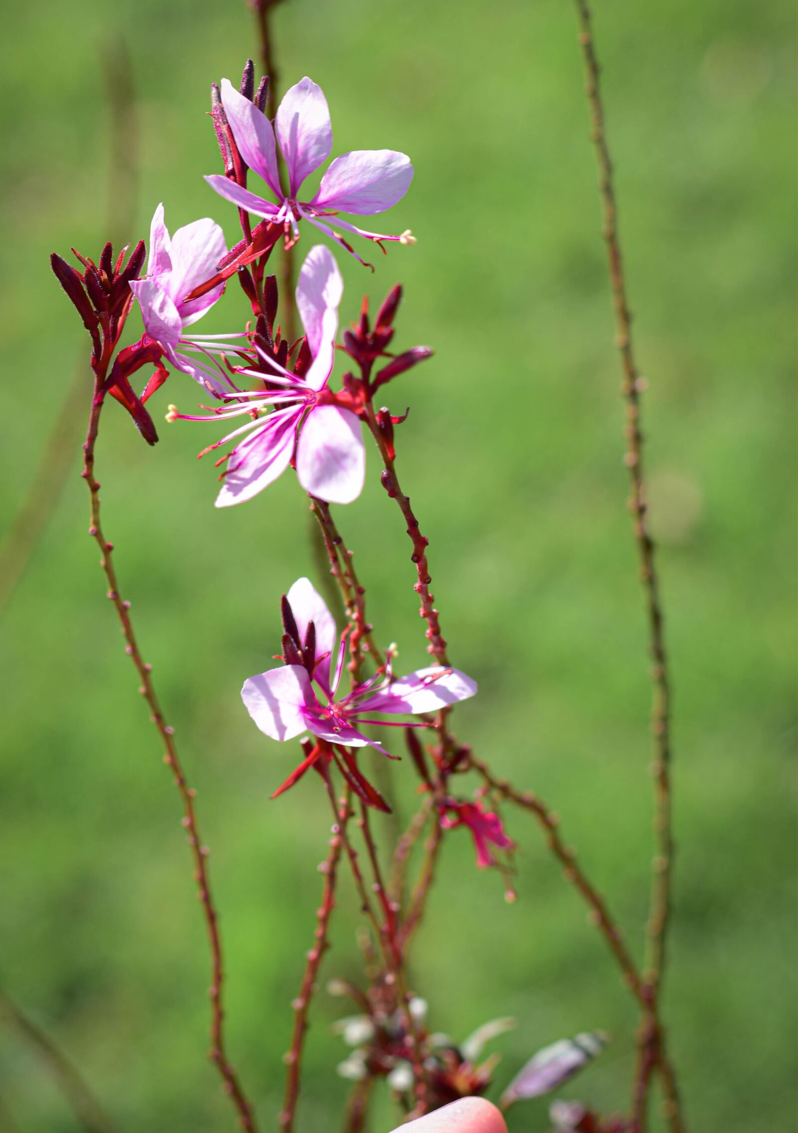Nikon D5500 sample photo. Flower, bloom, pink gaura photography