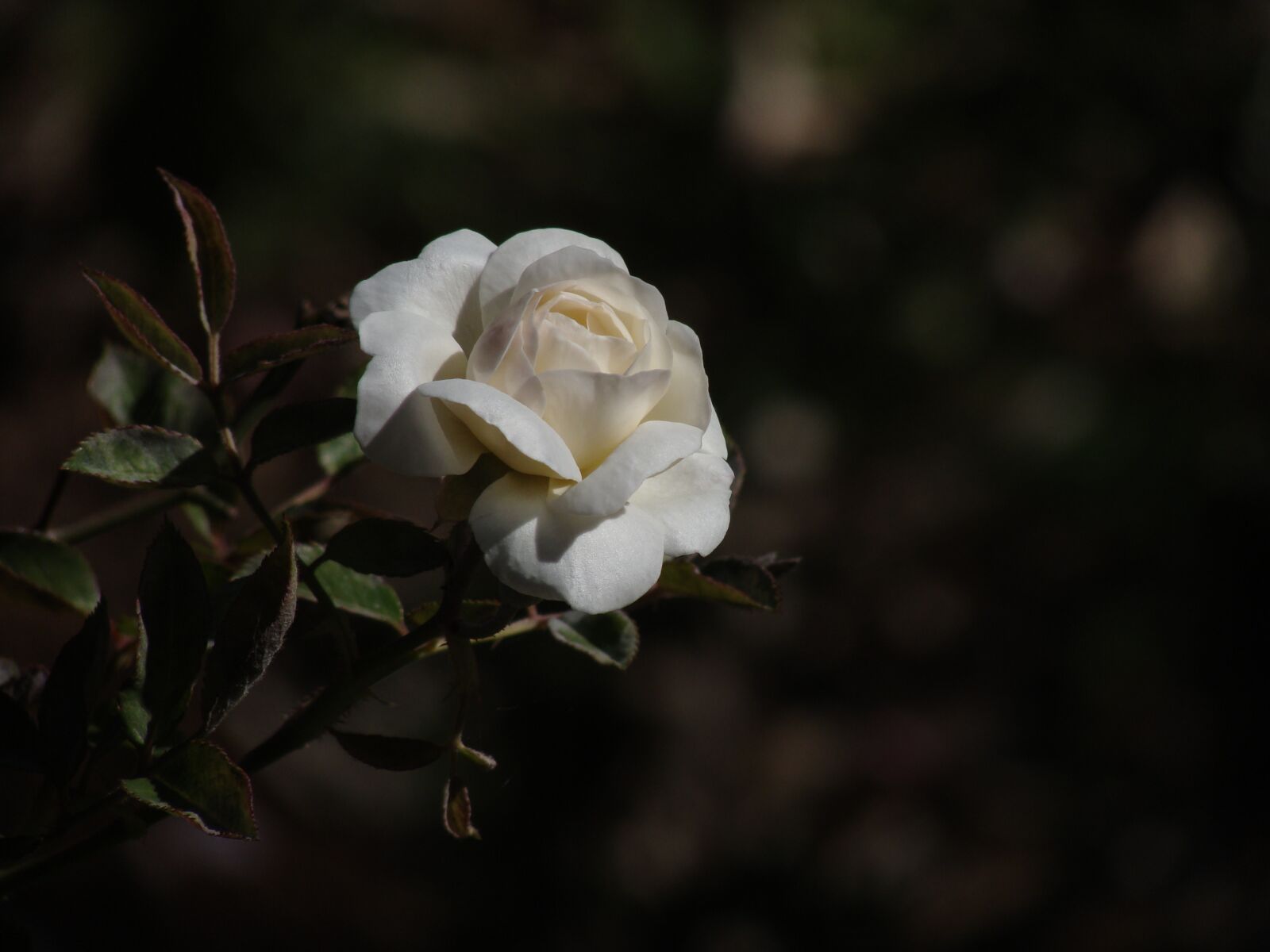 Sony DSC-H3 sample photo. Rosa, white, flower photography
