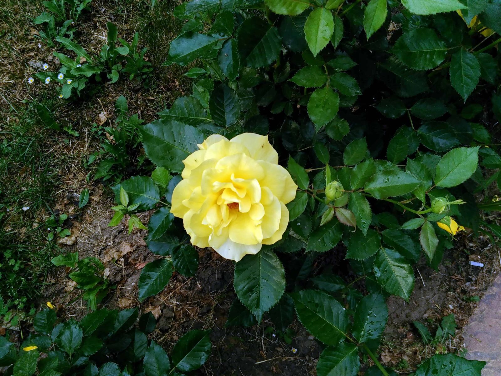Lenovo S60-A sample photo. Flora, yellow flower, garden photography
