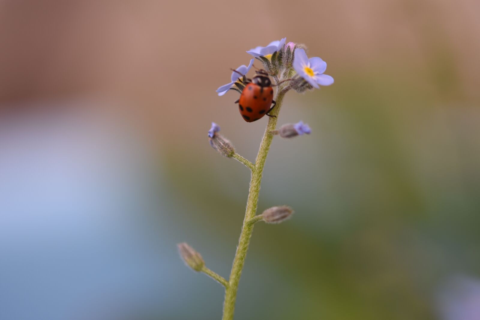 Nikon D7200 sample photo. Nature, insect, outdoors photography