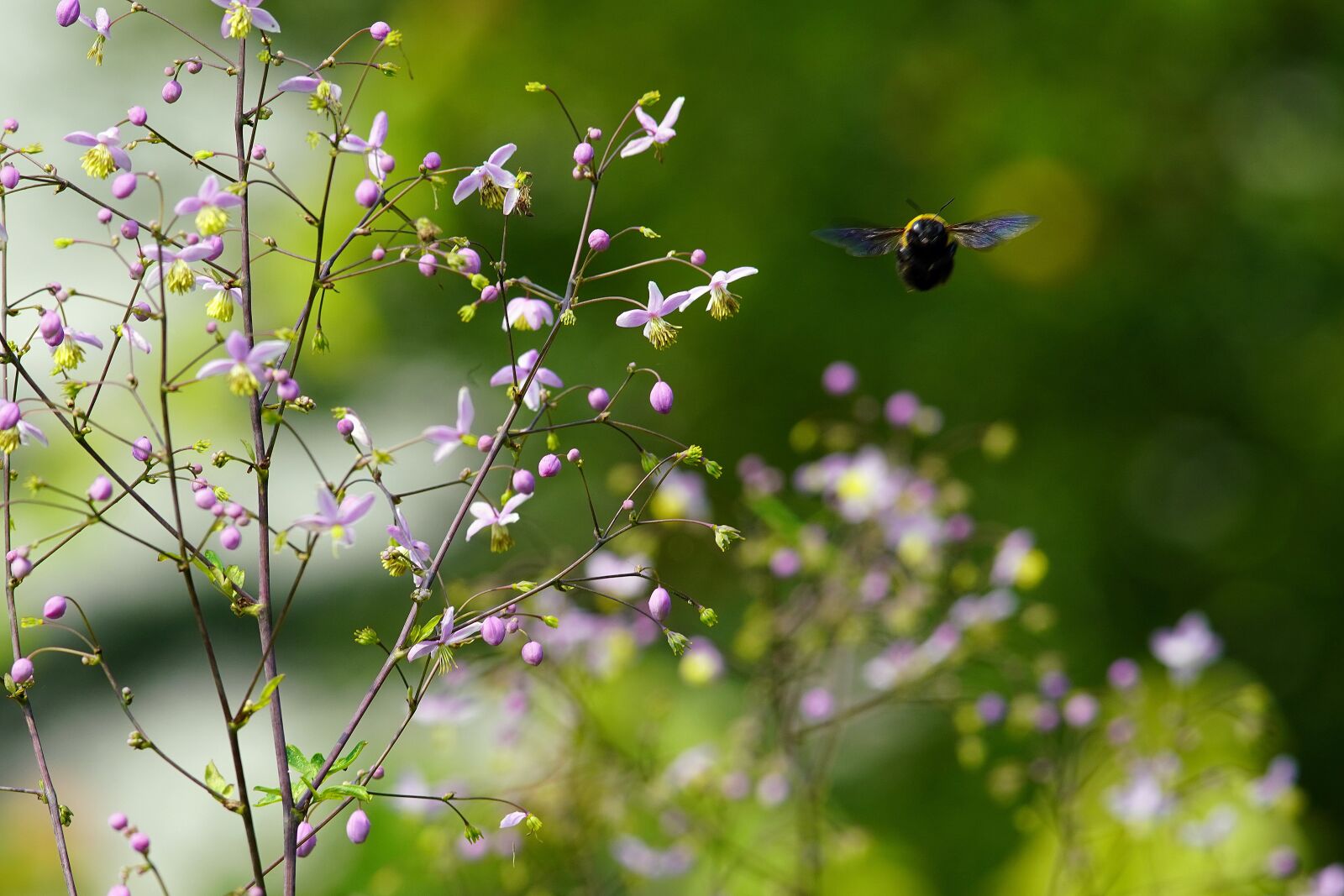 Canon EF 300mm F4L IS USM sample photo. Bee, butterfly, flower photography