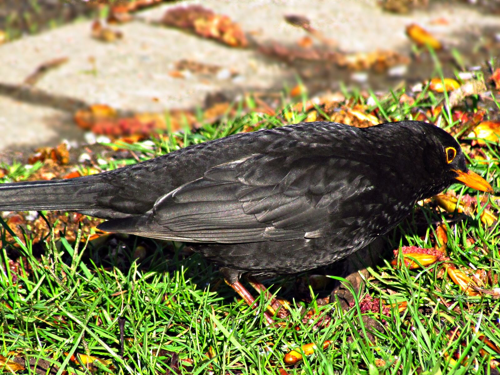 Черная маленькая птичка с желтым клювом фото