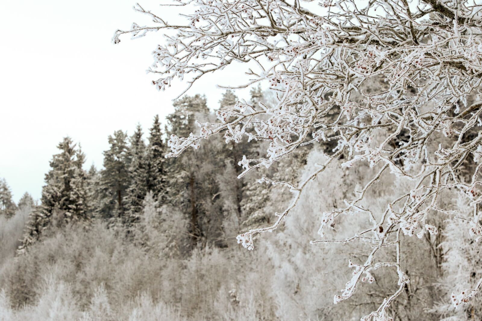 Canon EOS 7D Mark II sample photo. Trees, winter, frost photography