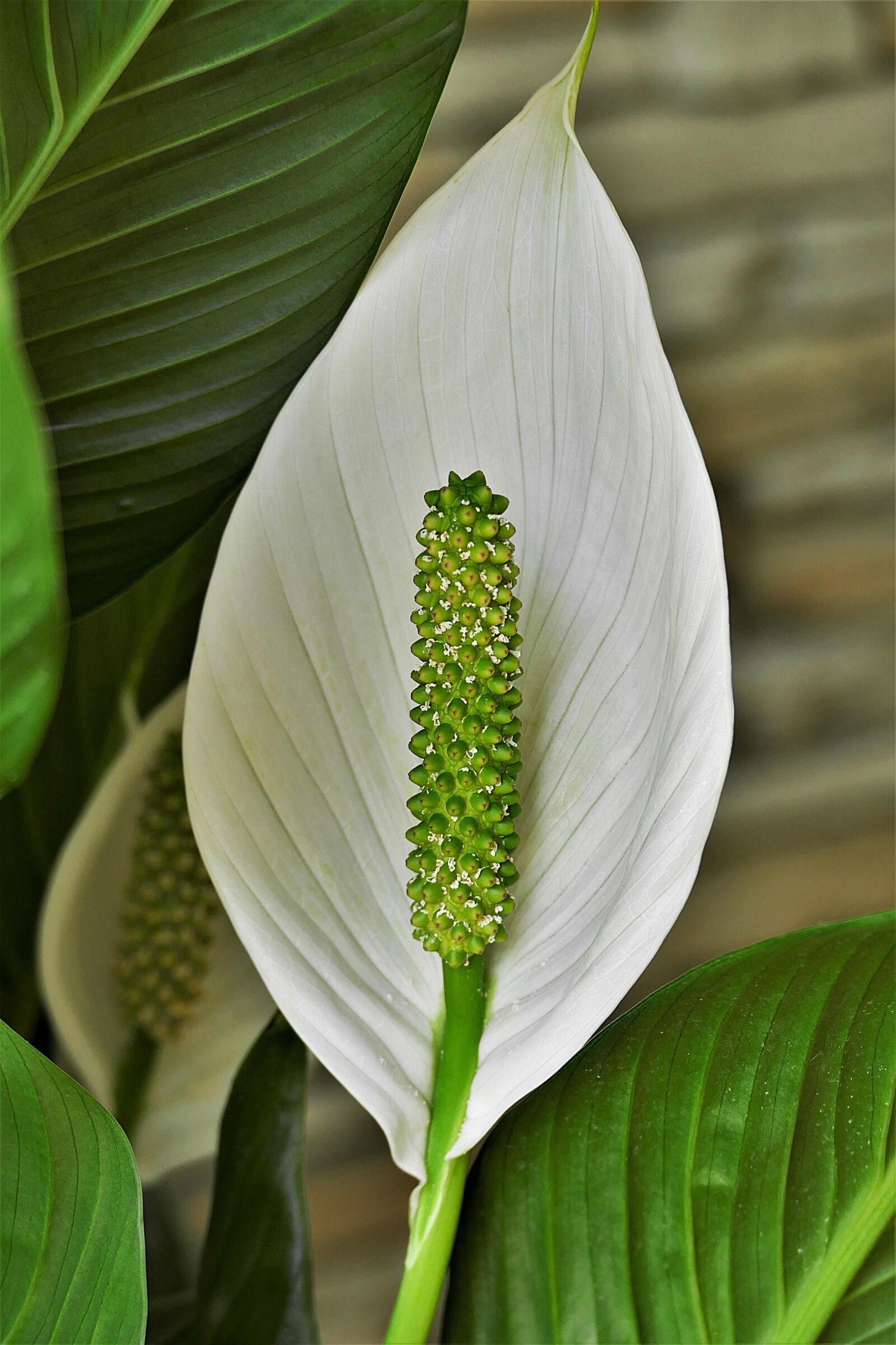 Panasonic Lumix DMC-FZ1000 sample photo. Peace lily, white, page photography