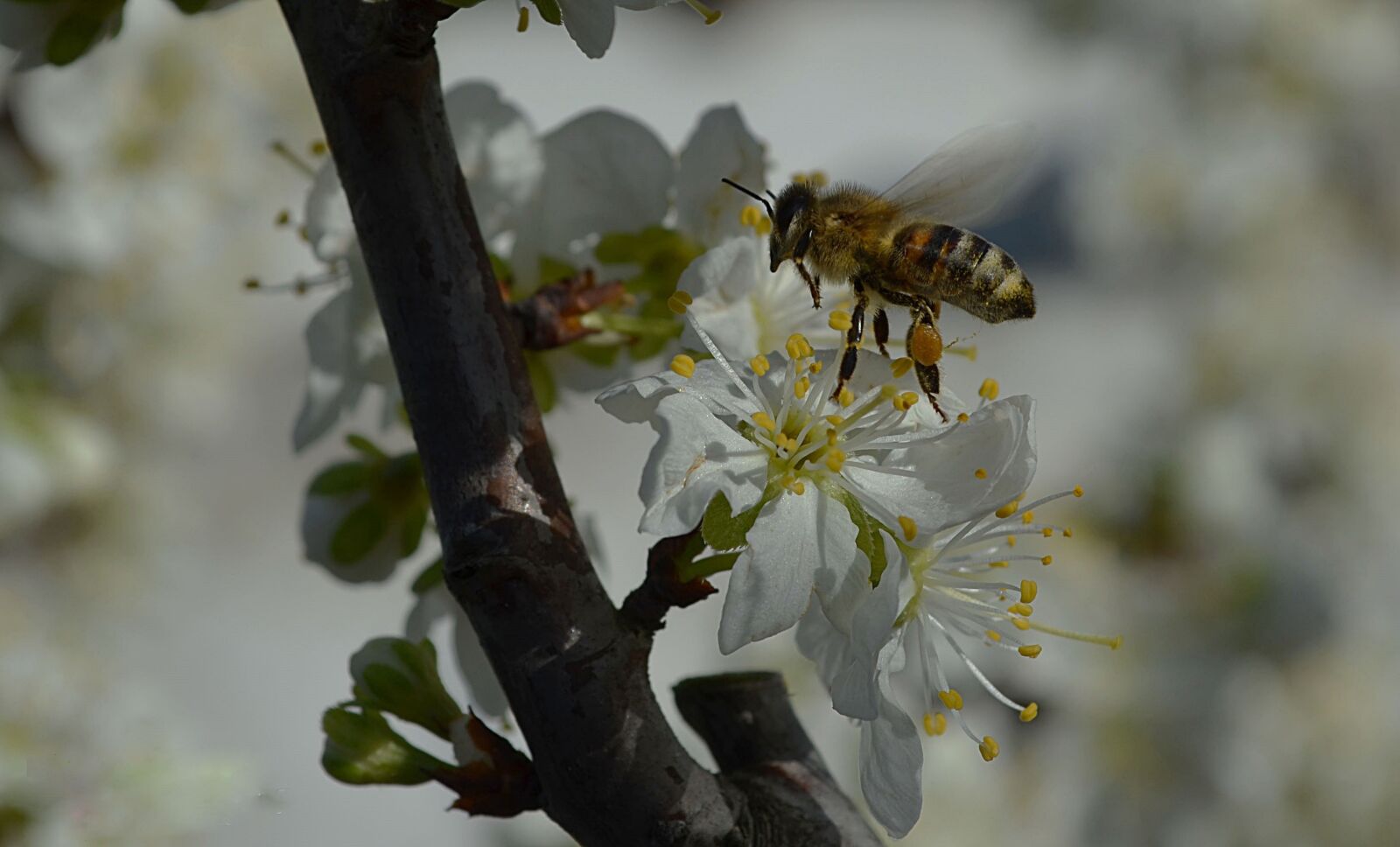 Nikon D5100 sample photo. Bee, nature, insect photography