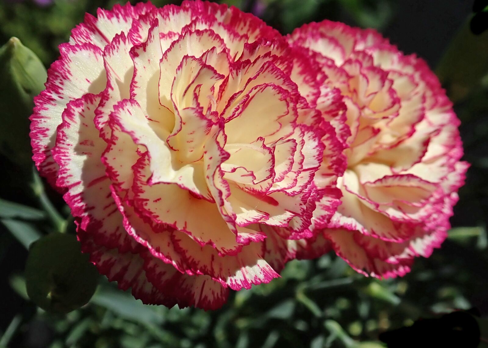 Olympus TG-5 sample photo. Striped carnation, fragrant, flower photography