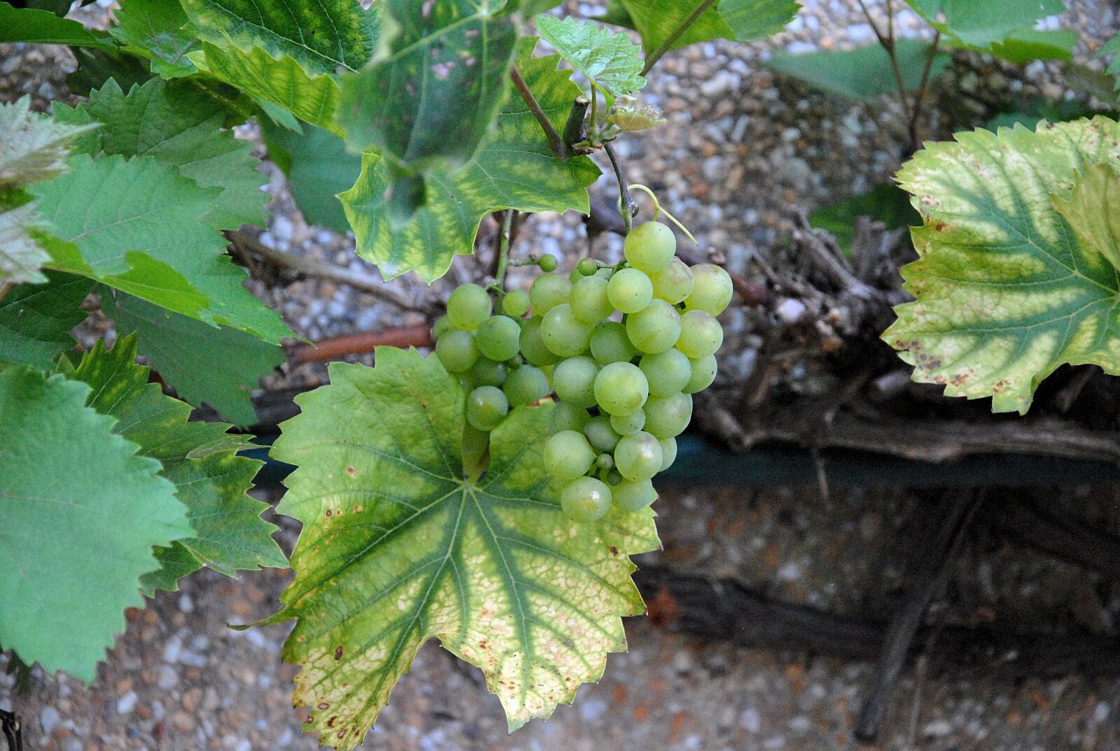 Nikon D3000 sample photo. Wine, green, grapes photography
