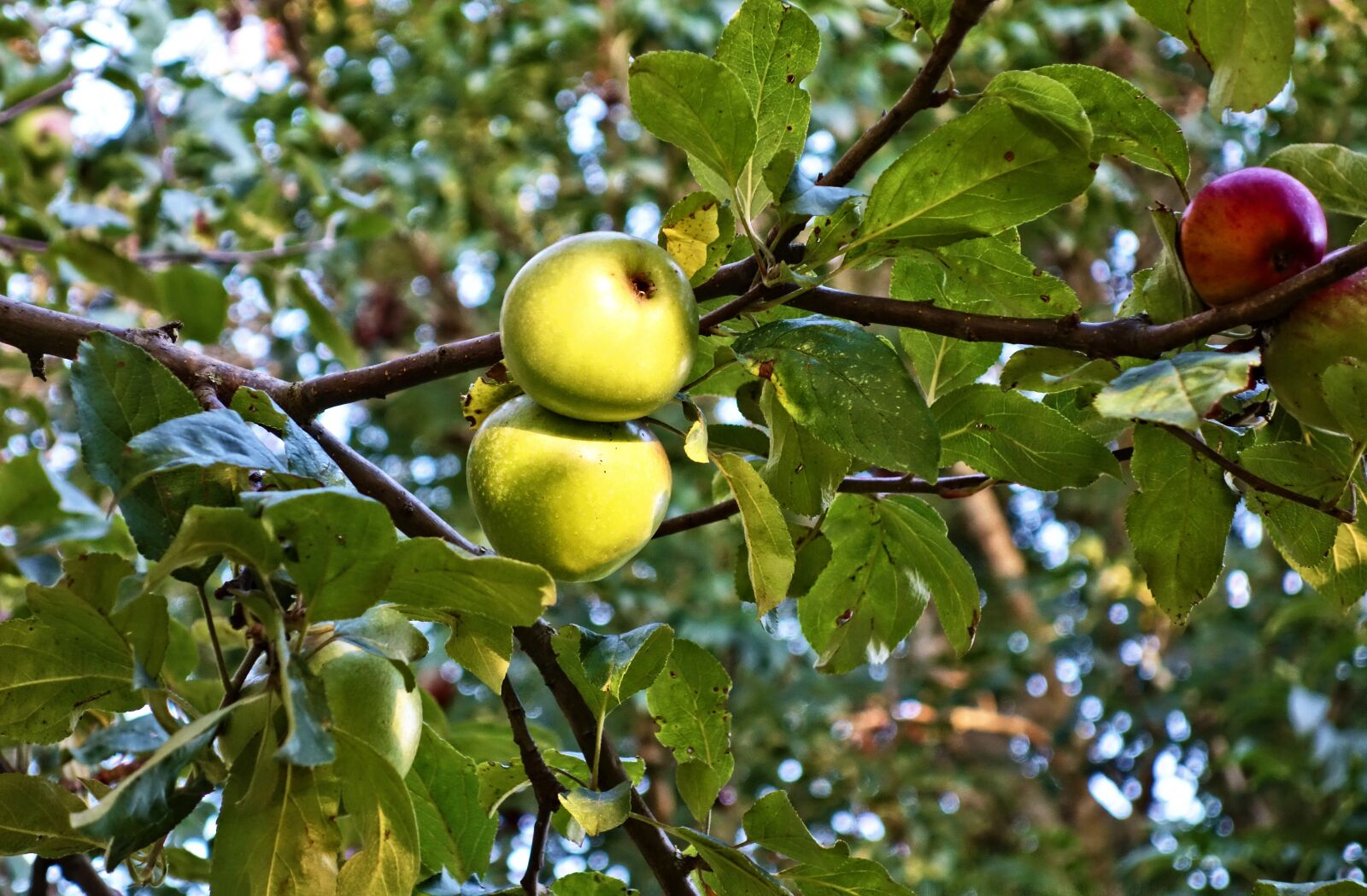 Sony Cyber-shot DSC-RX100 sample photo. Apple, apple tree, fruit photography