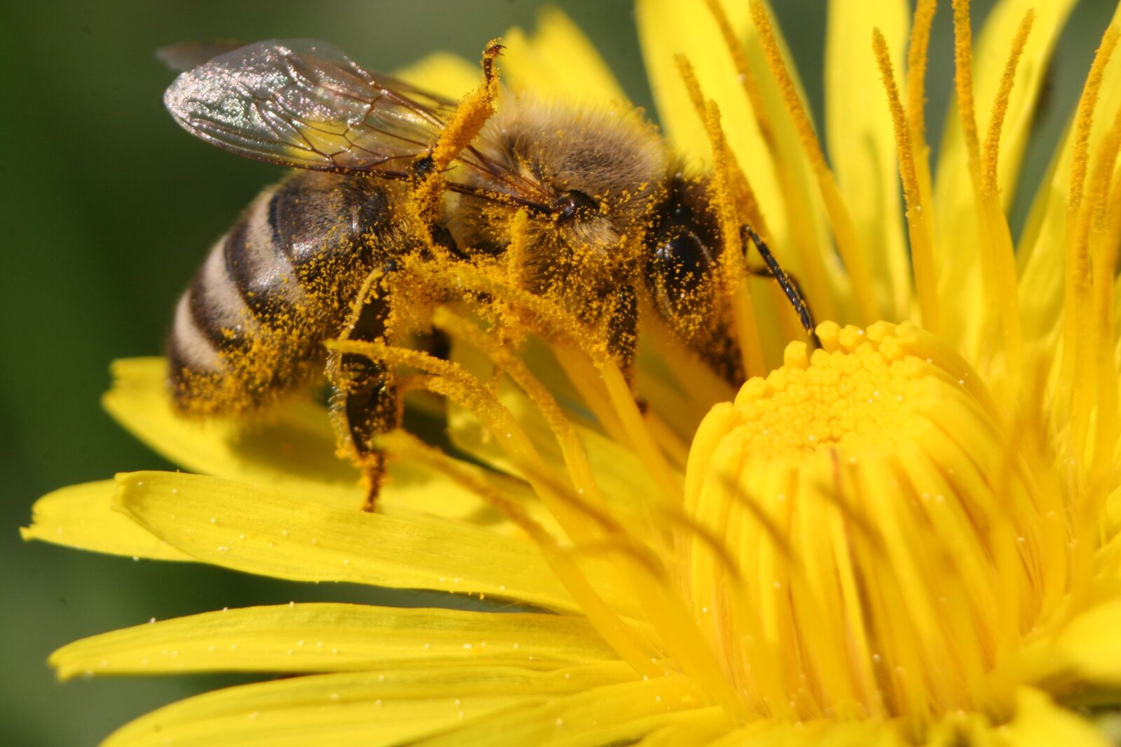 Canon EOS 20D sample photo. Dandelion, nature, bee photography