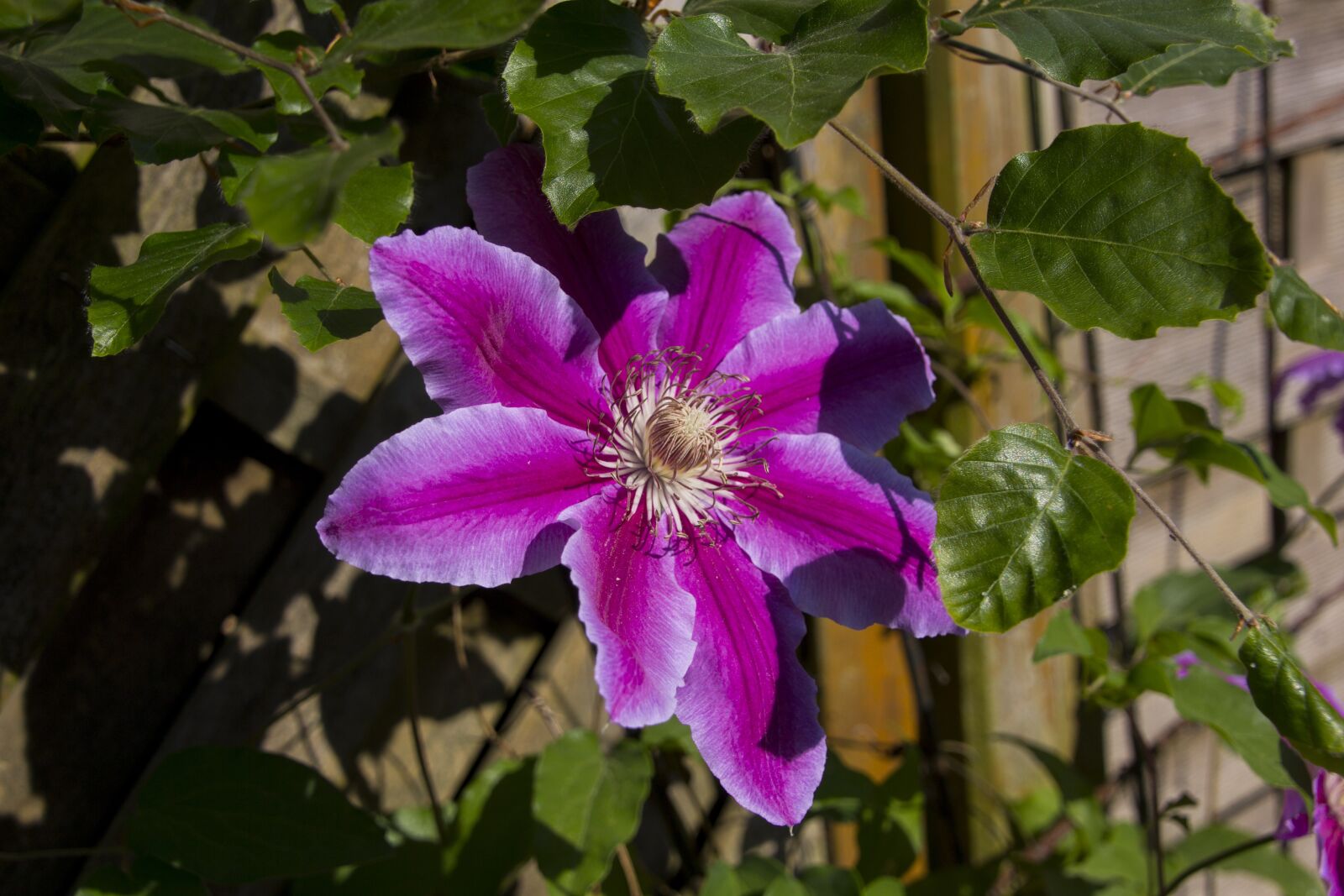 Canon EOS 60D sample photo. Clematis, flower, garden photography