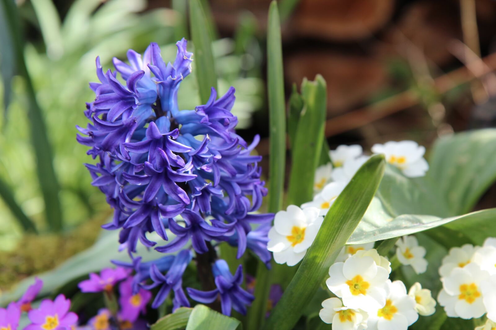 Canon EOS 600D (Rebel EOS T3i / EOS Kiss X5) sample photo. Hyacinth, hyacinth blue, fragrant photography