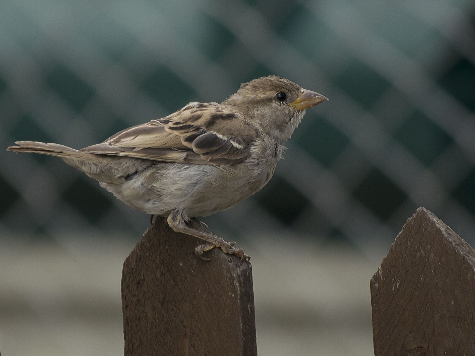 Nikon D3300 sample photo. House sparrow, sparrow, bird photography