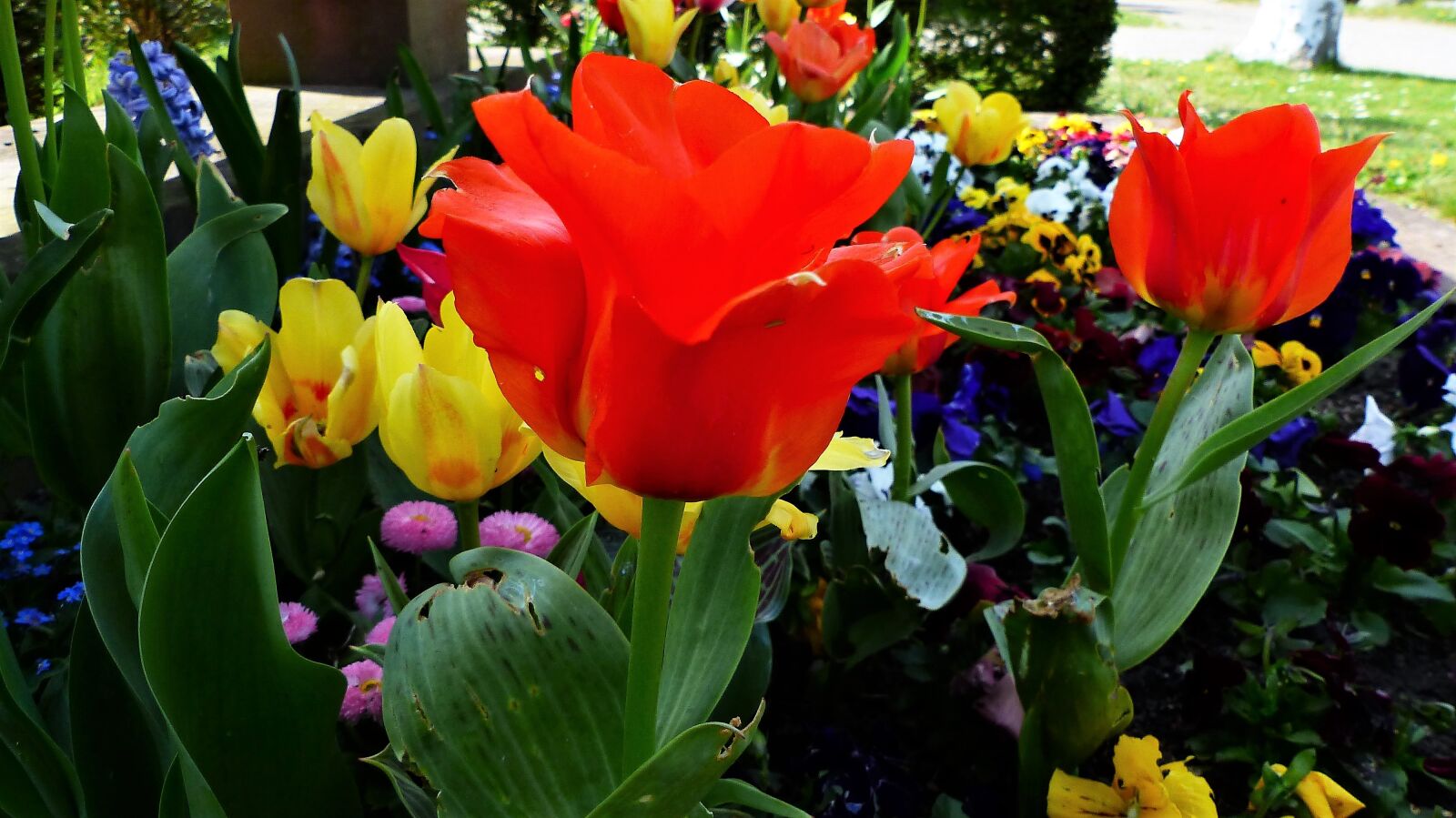 Panasonic Lumix DMC-FZ200 sample photo. Flower, tulip, nature photography