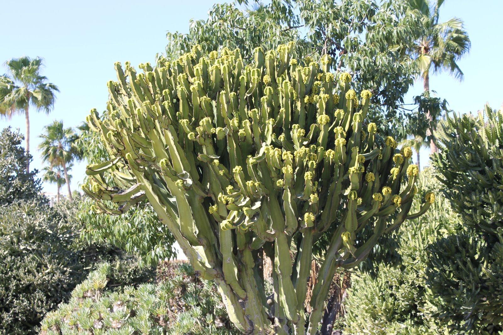 Canon EOS 1100D (EOS Rebel T3 / EOS Kiss X50) sample photo. Cactus, desert, landscape photography