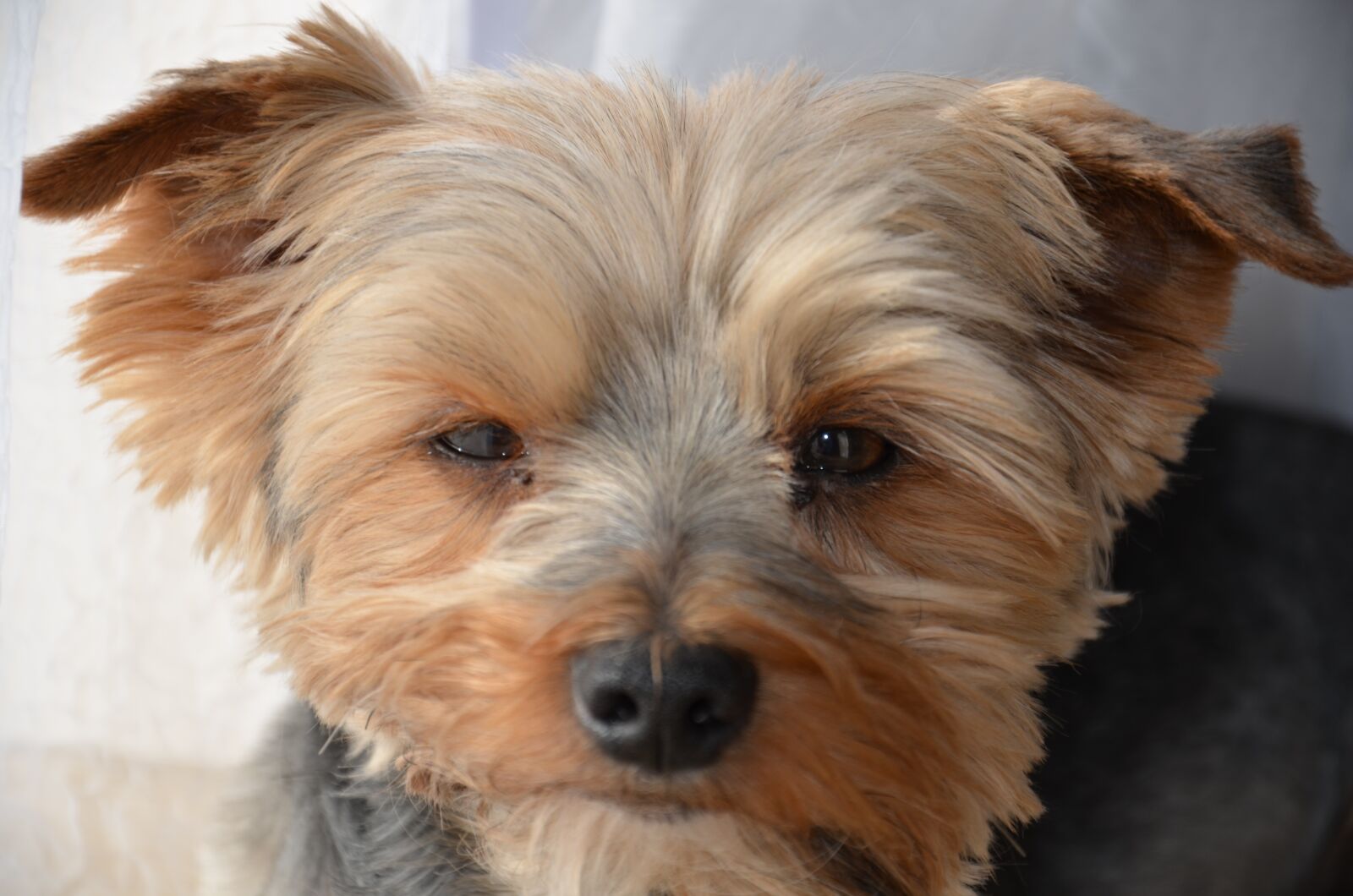 Nikon D7000 sample photo. York, dog, doggy photography