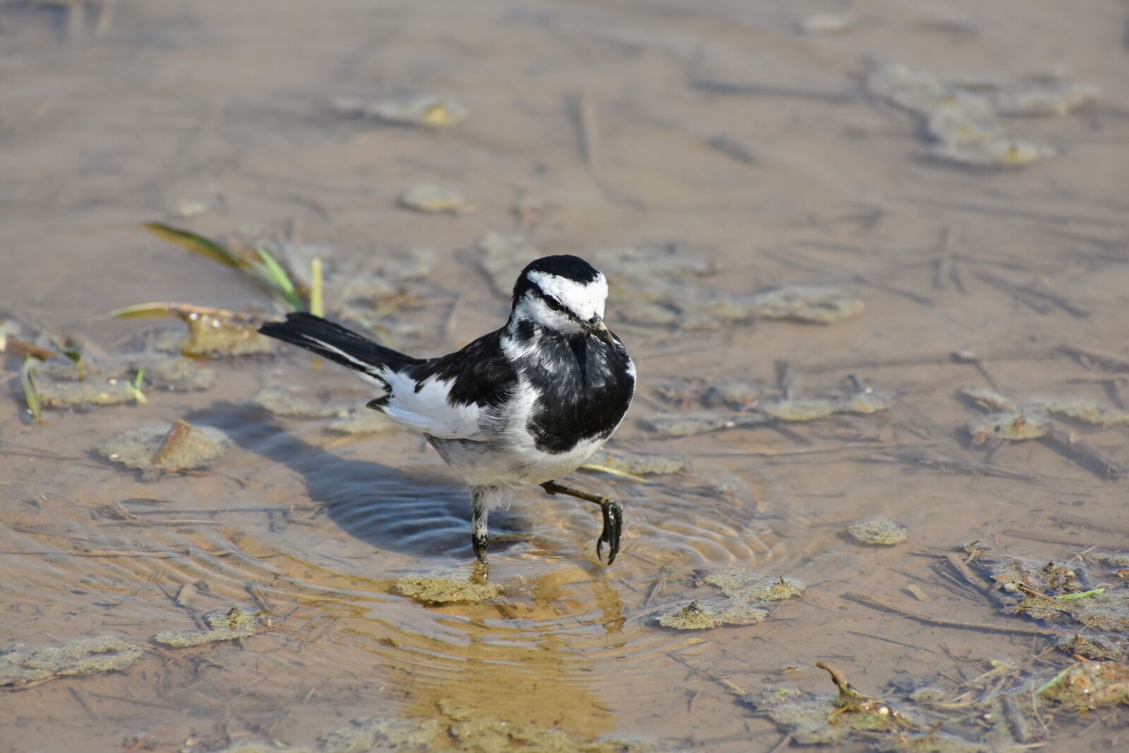 Nikon D7200 sample photo. Animal, paddy field, waterside photography