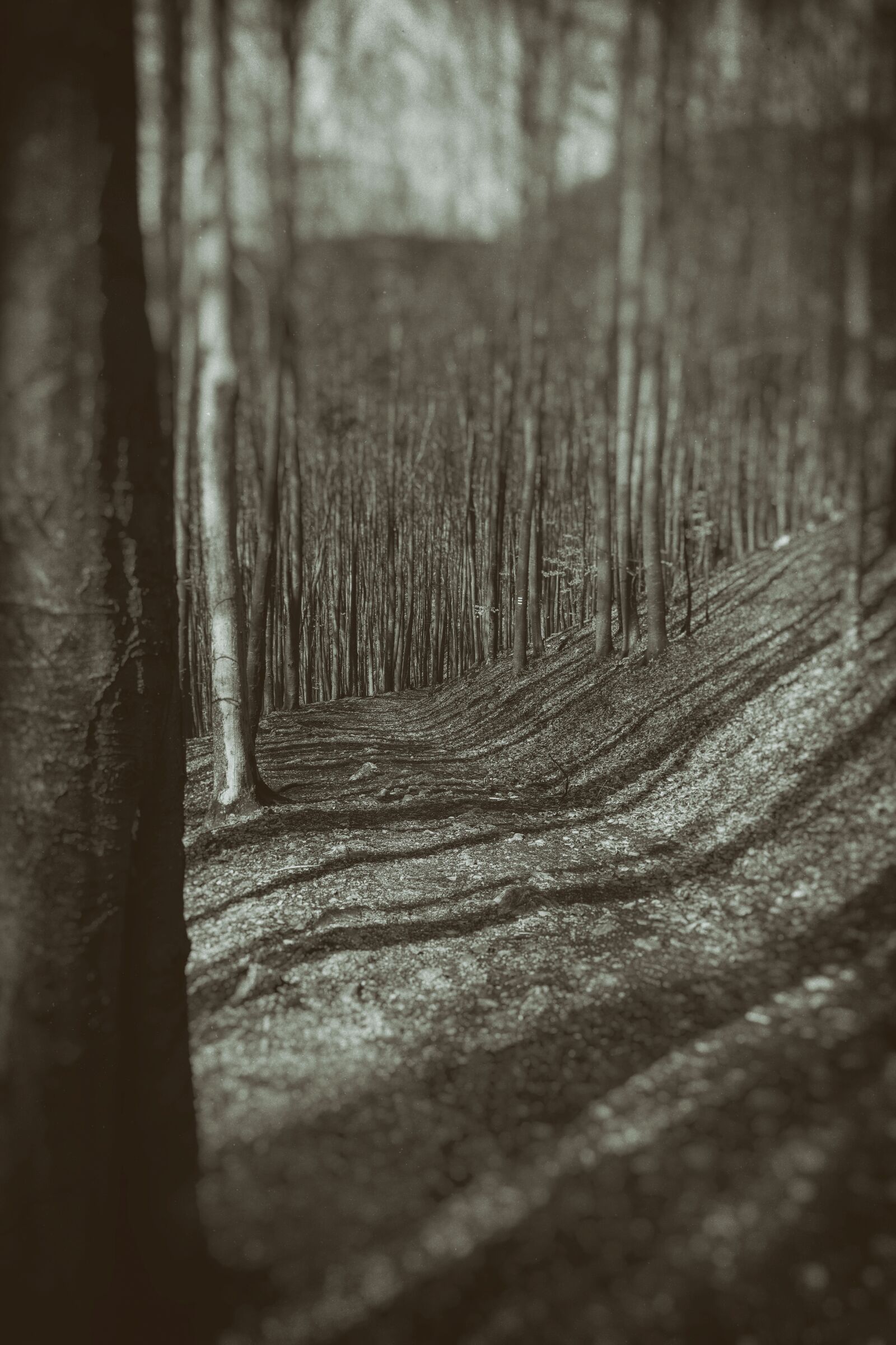 Nikon D5300 sample photo. Forest, forest road, walkway photography