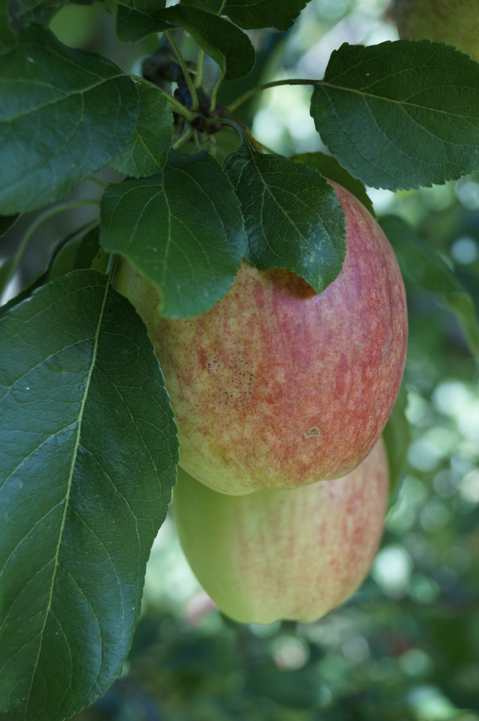 Sony SLT-A57 sample photo. Lake constance, apple, ripe photography