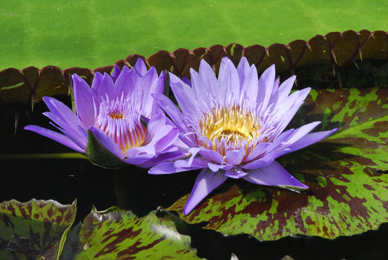 Nikon D200 sample photo. Plant, flower, nature photography