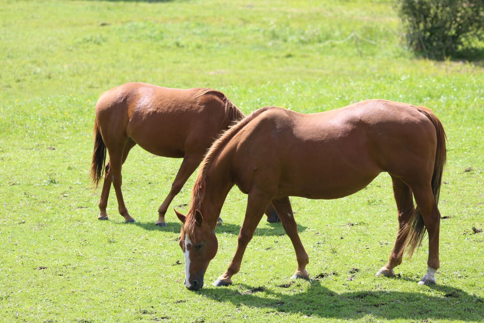Canon EF 100-400mm F4.5-5.6L IS USM sample photo. Horse, animal, nature photography