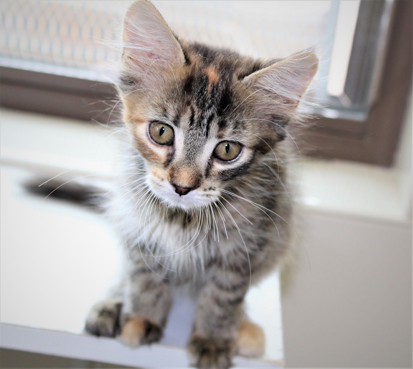 Canon EOS 1300D (EOS Rebel T6 / EOS Kiss X80) sample photo. Cat, kitten, cute photography